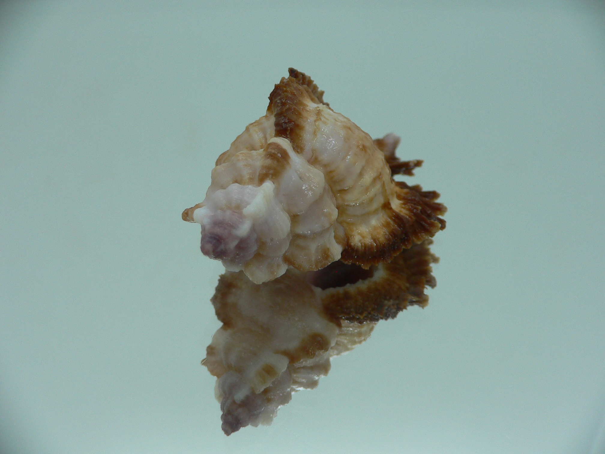 Chicomurex laciniatus LIGHT & DARK