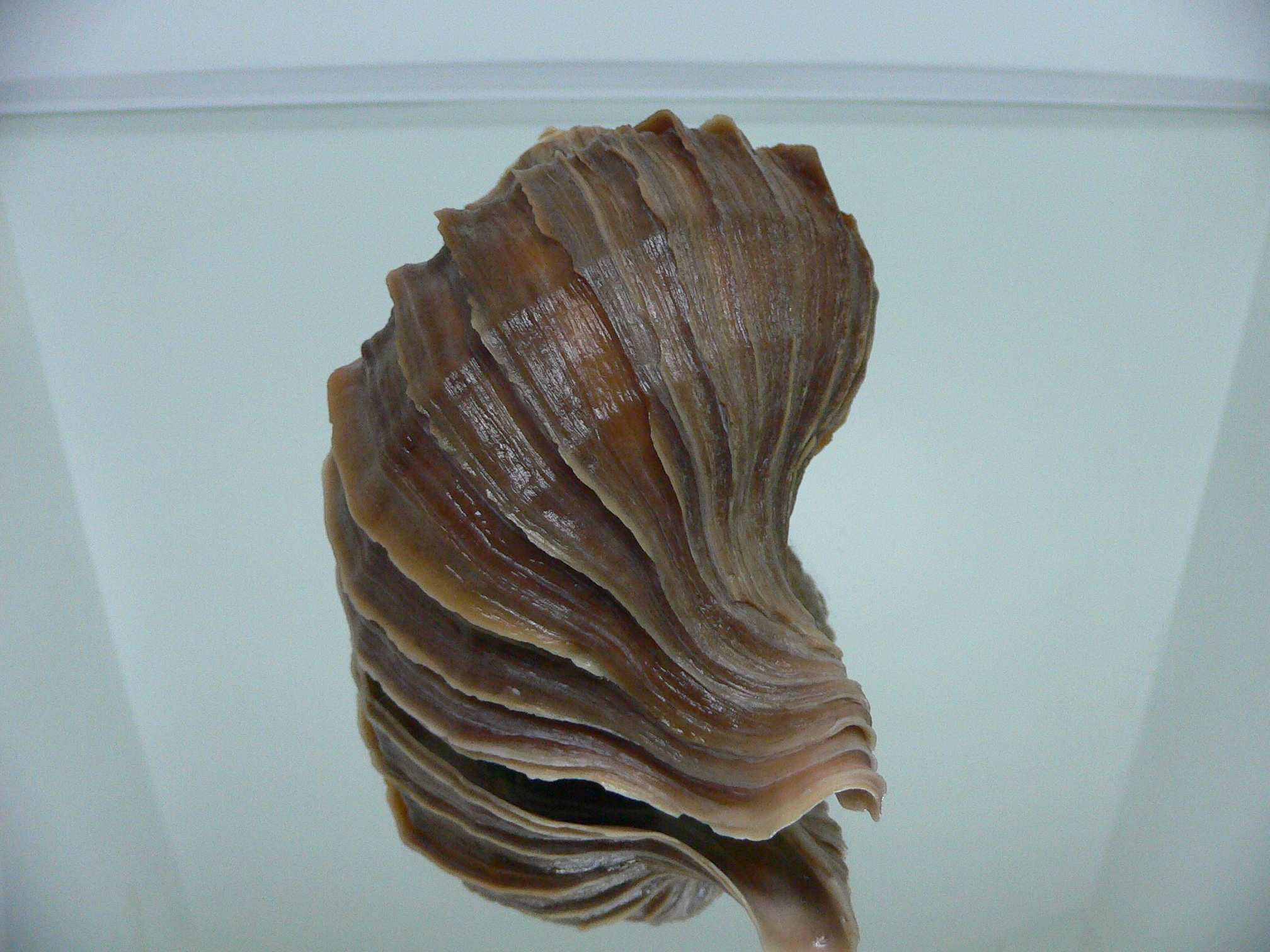 Neptunea polycostata polycostata ELONGATE