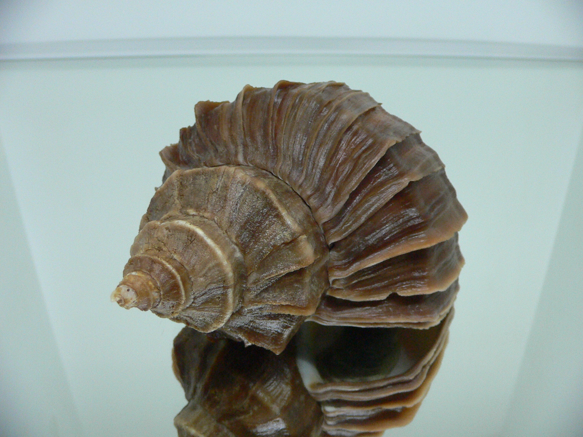 Neptunea polycostata polycostata ELONGATE