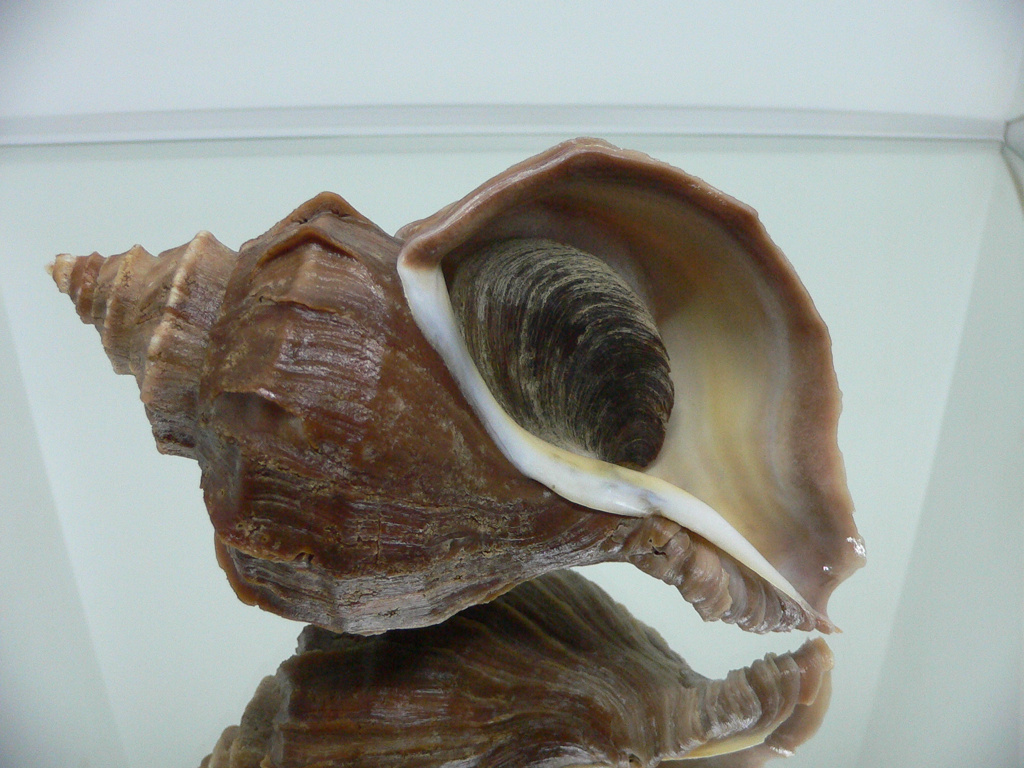 Neptunea polycostata polycostata ELONGATE
