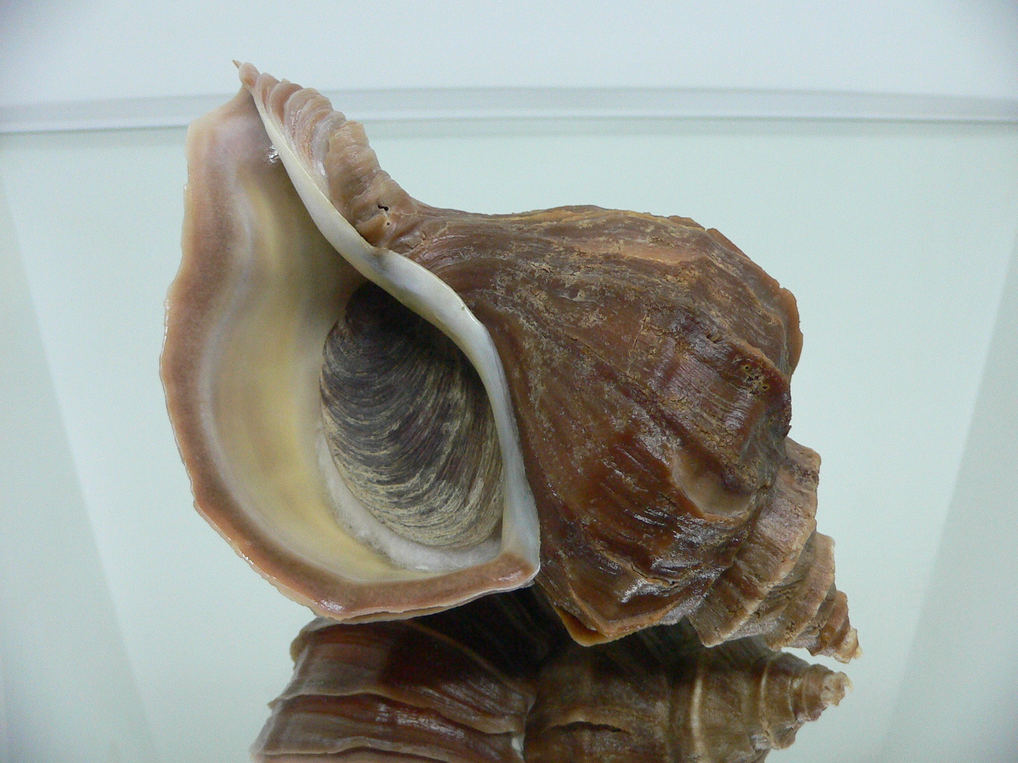 Neptunea polycostata polycostata ELONGATE