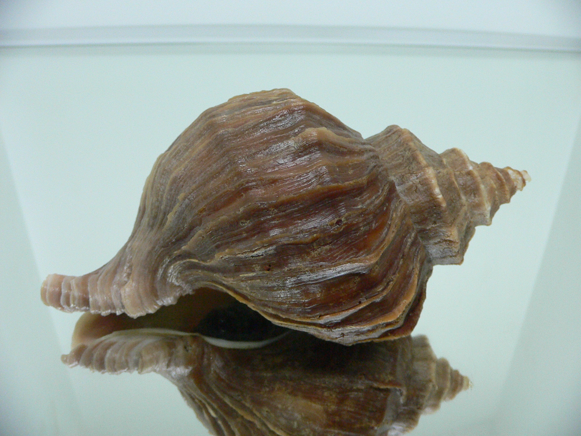 Neptunea polycostata polycostata ELONGATE