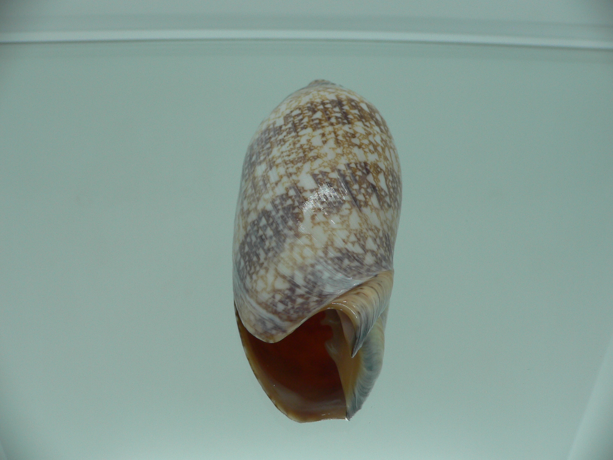 Amoria damoni BIG IDEAL