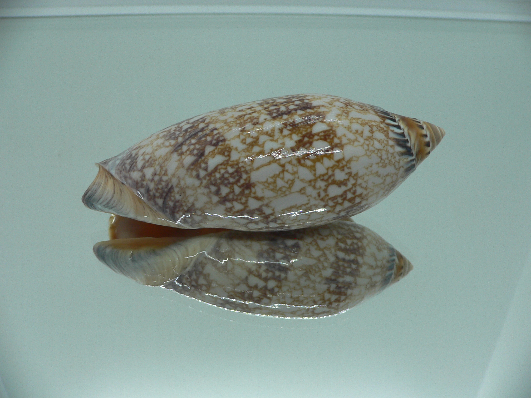 Amoria damoni BIG IDEAL