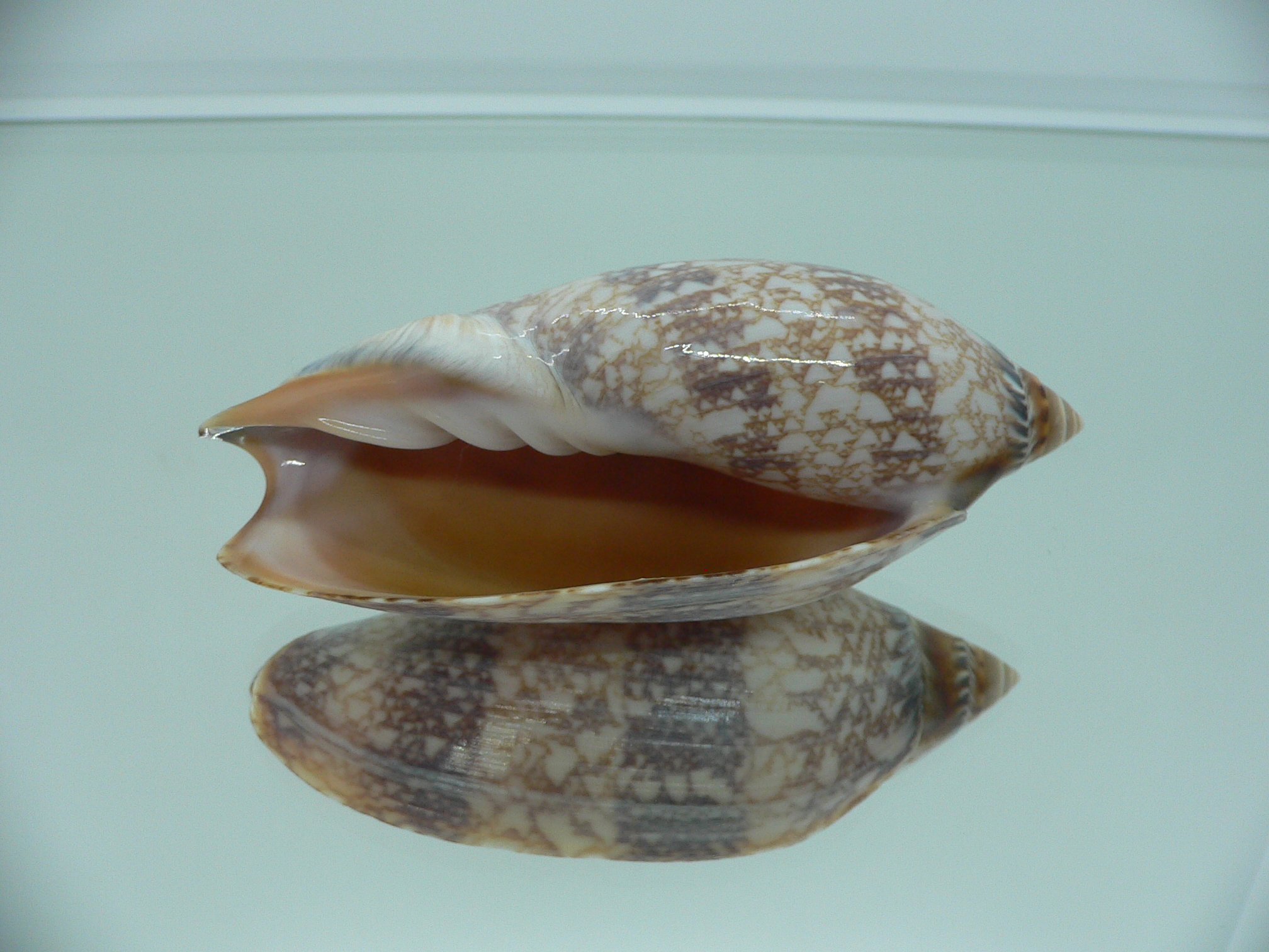 Amoria damoni BIG IDEAL