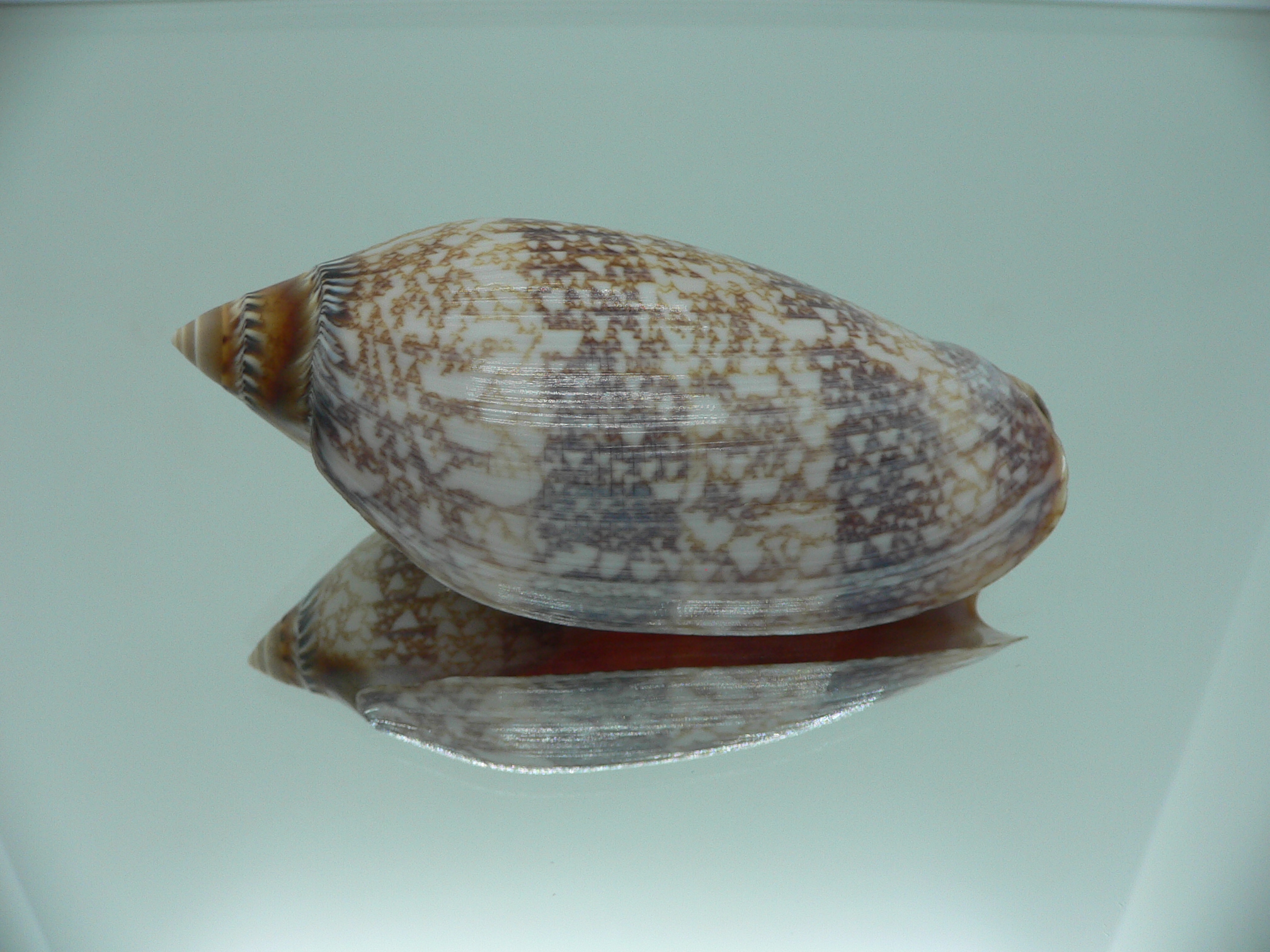 Amoria damoni BIG IDEAL
