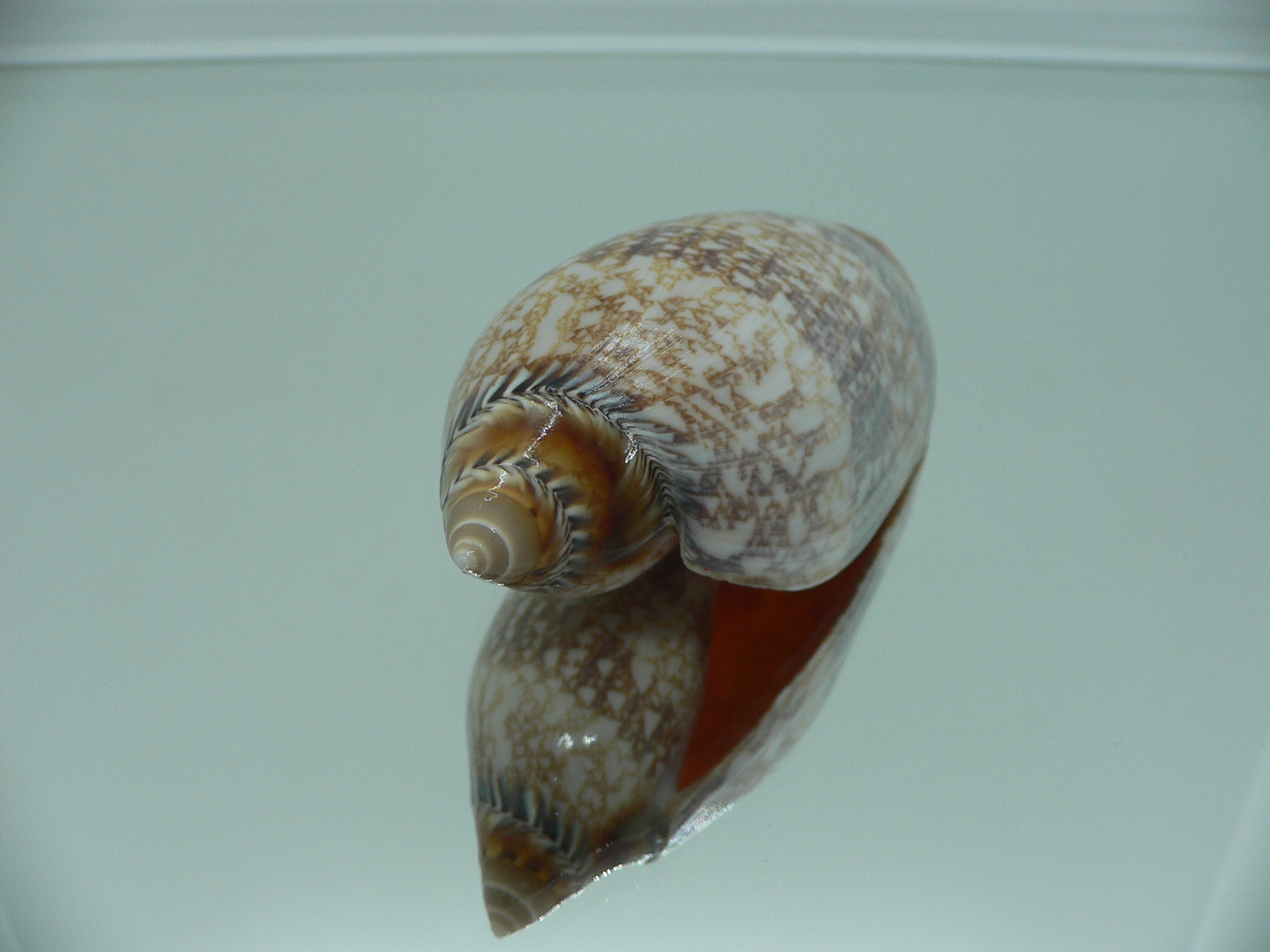 Amoria damoni BIG IDEAL