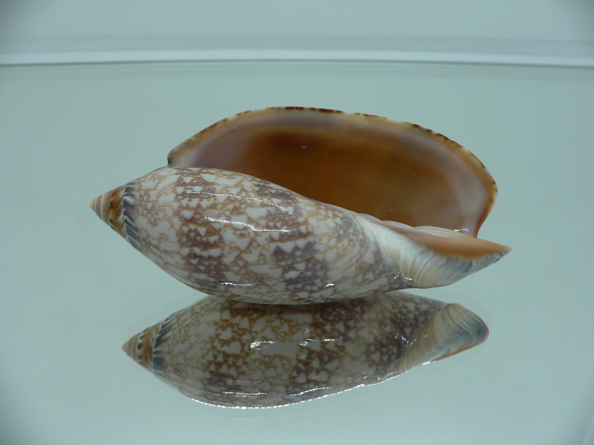 Amoria damoni BIG IDEAL