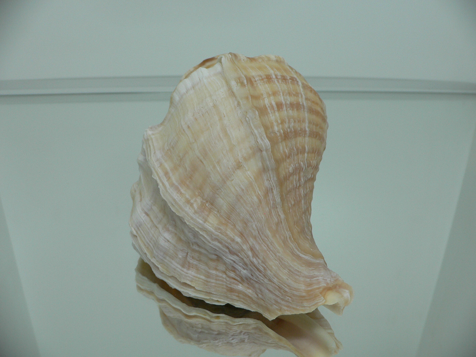 Neptunea lyrata MONSTER