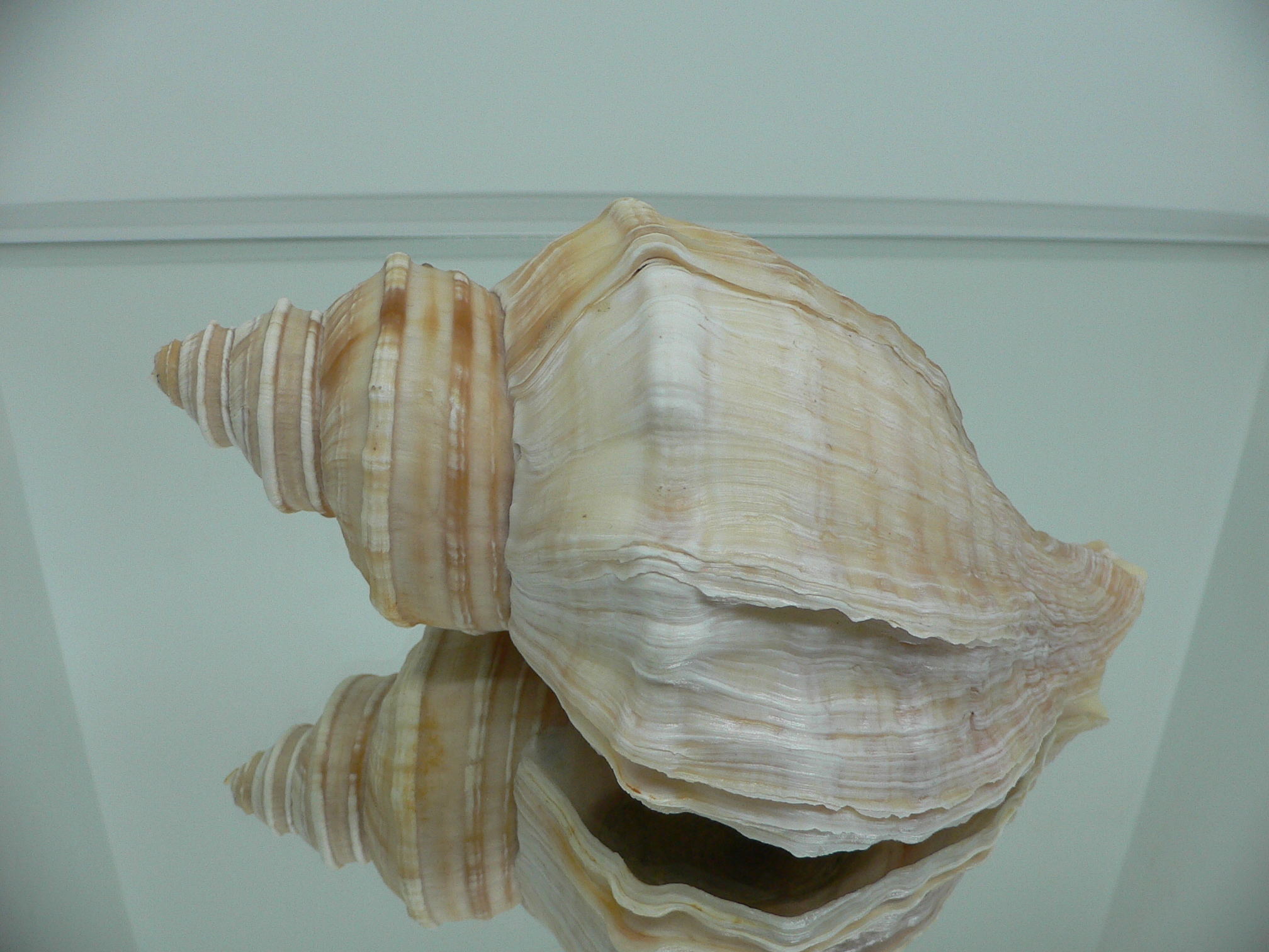 Neptunea lyrata MONSTER