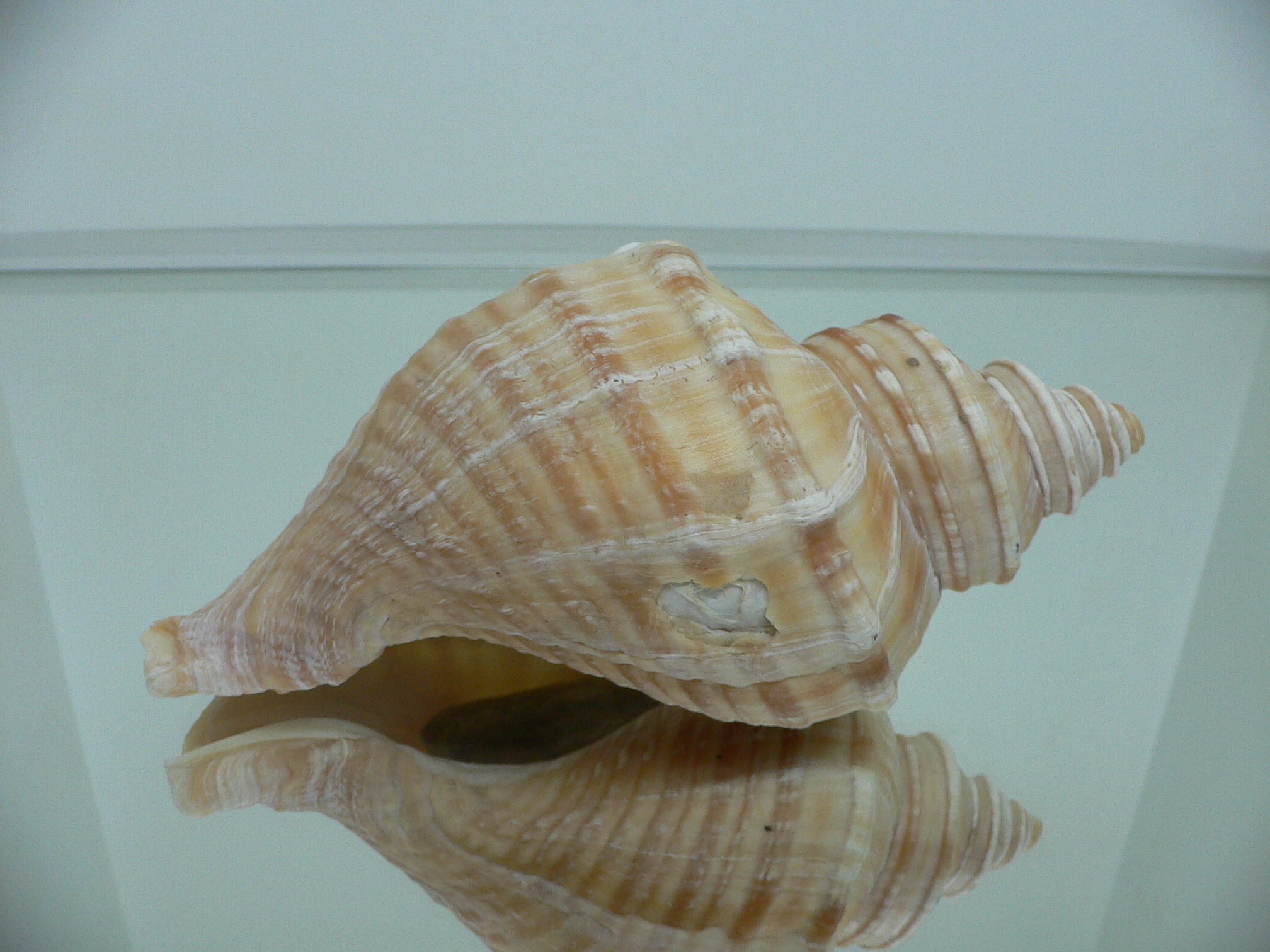 Neptunea lyrata MONSTER