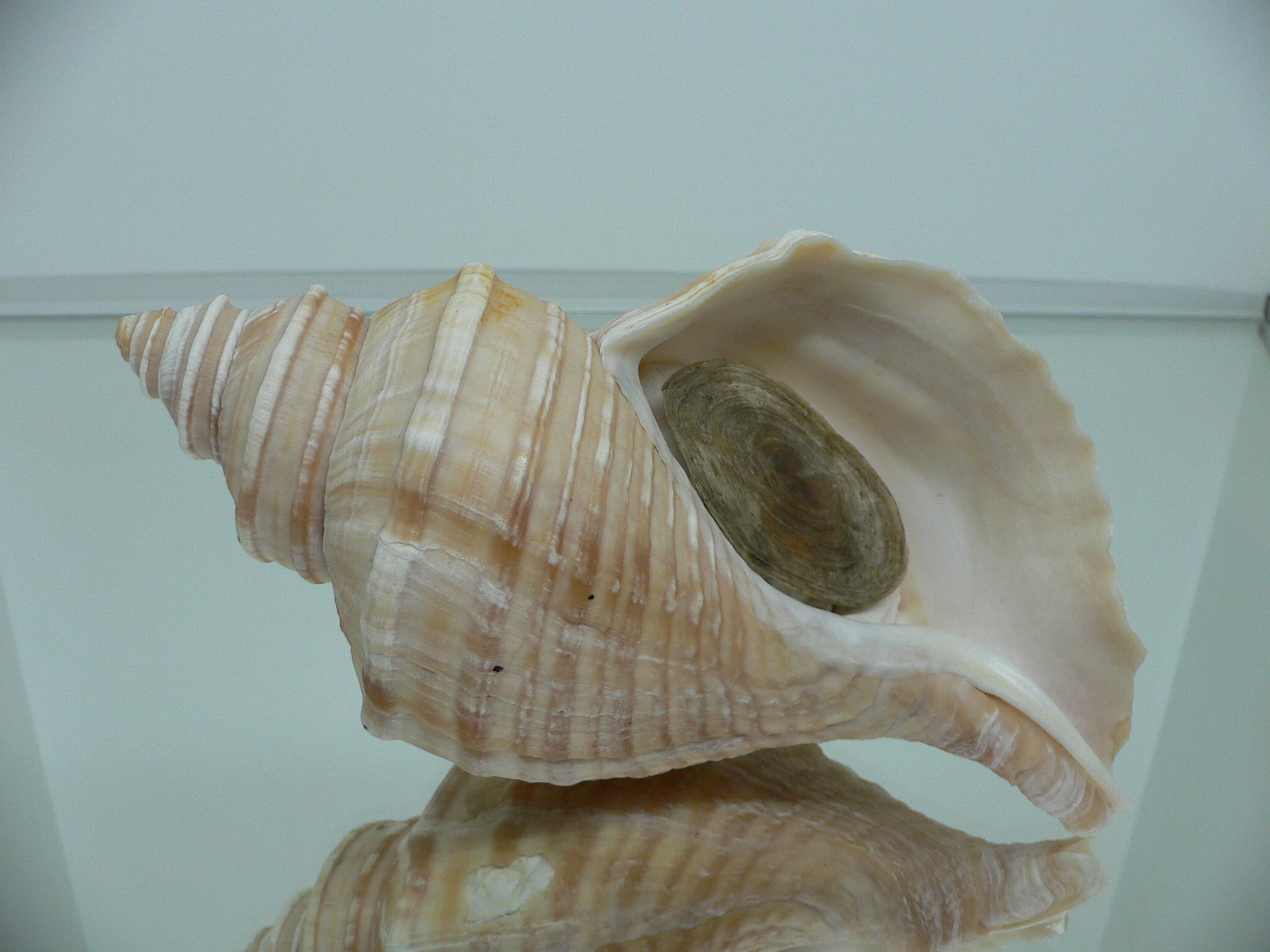 Neptunea lyrata MONSTER