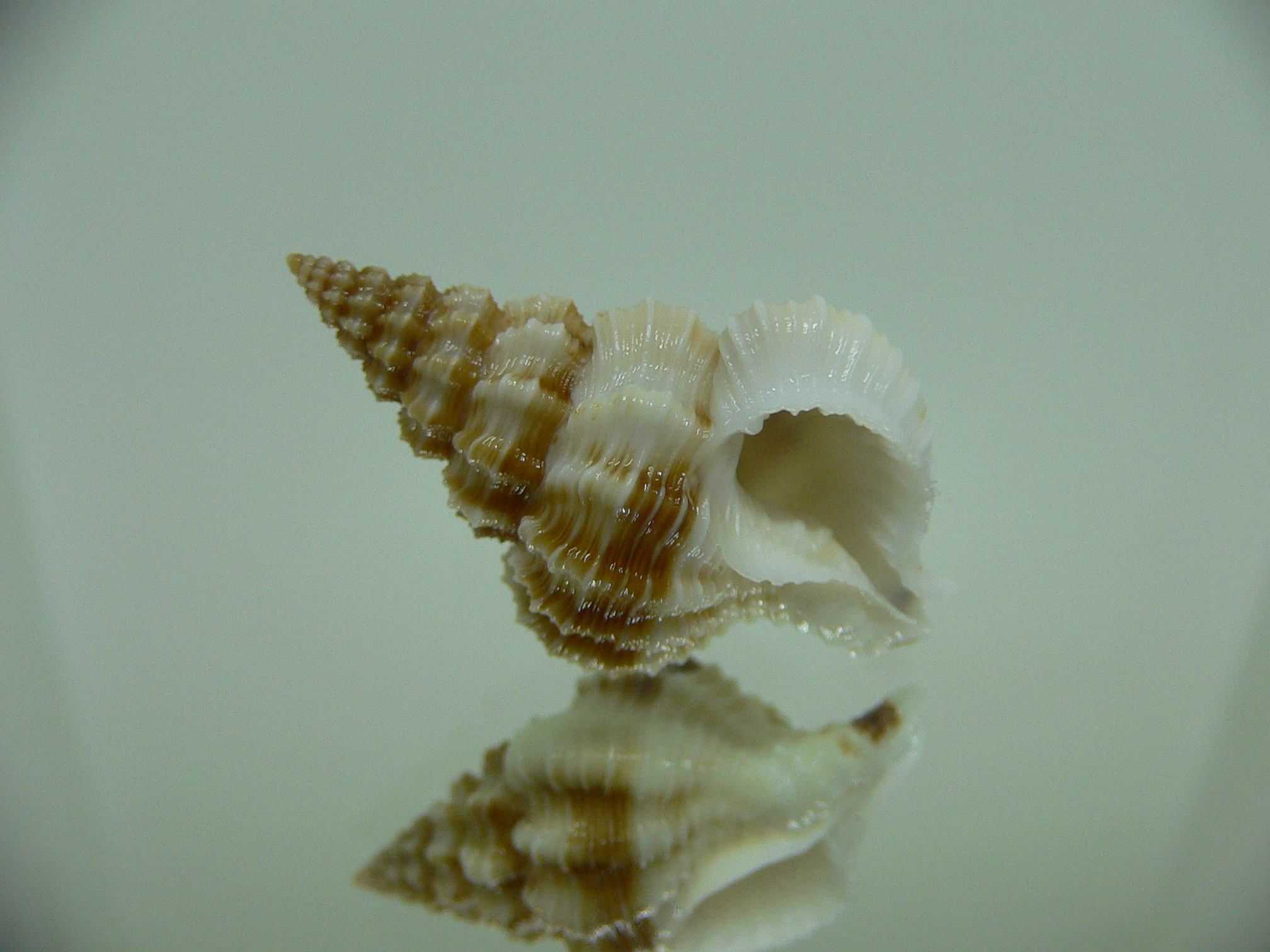 Nassaria bitubercularis BIG IDEAL & WIDE, DARK