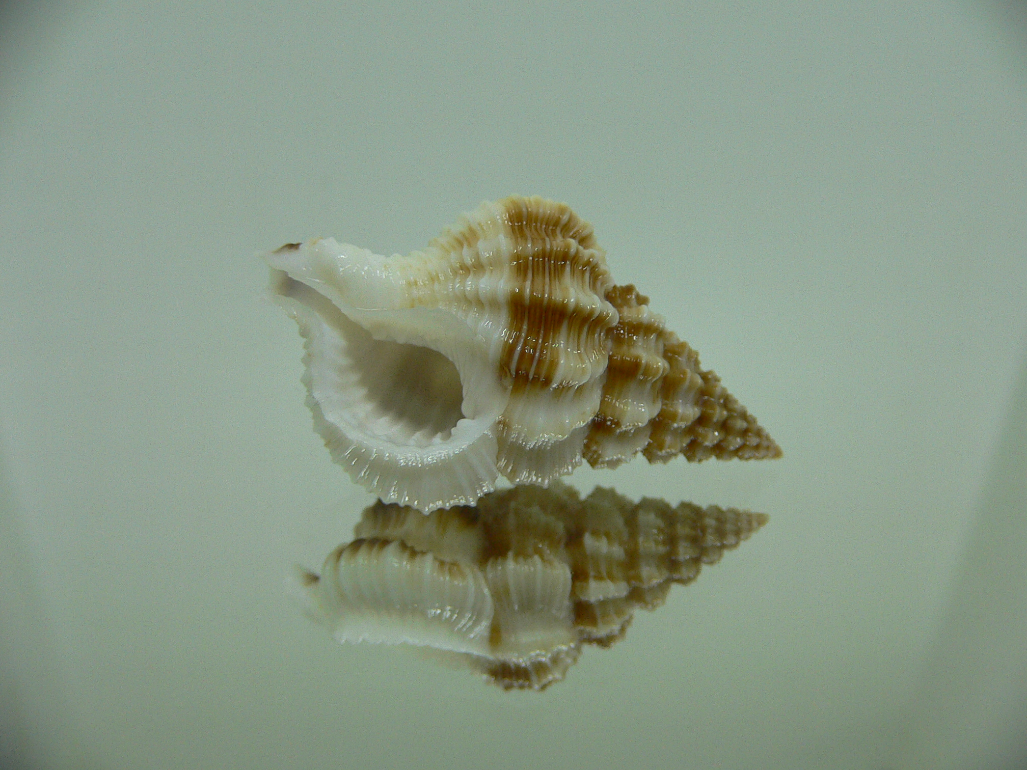 Nassaria bitubercularis BIG IDEAL & WIDE, DARK