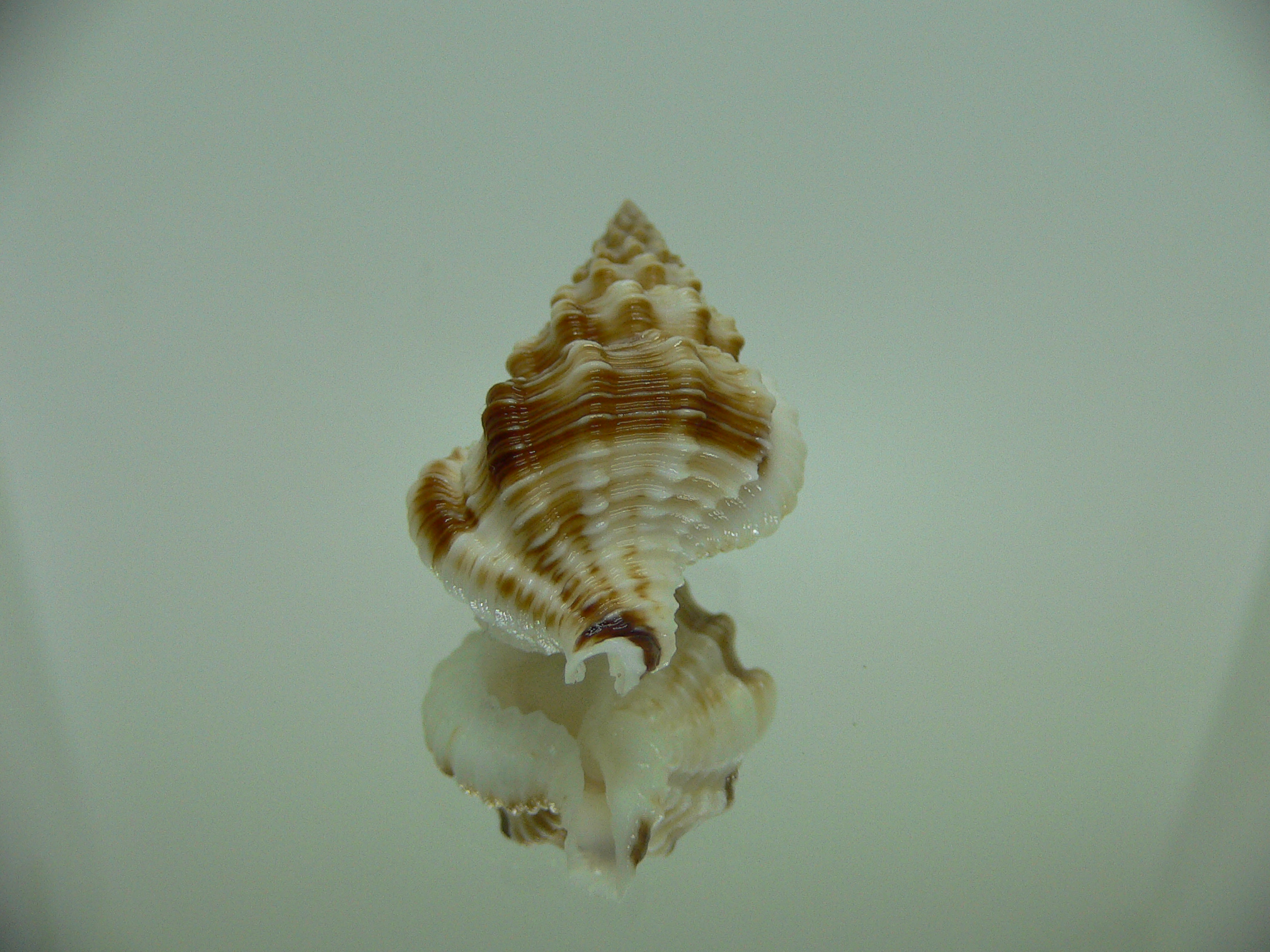 Nassaria bitubercularis BIG IDEAL & WIDE, DARK