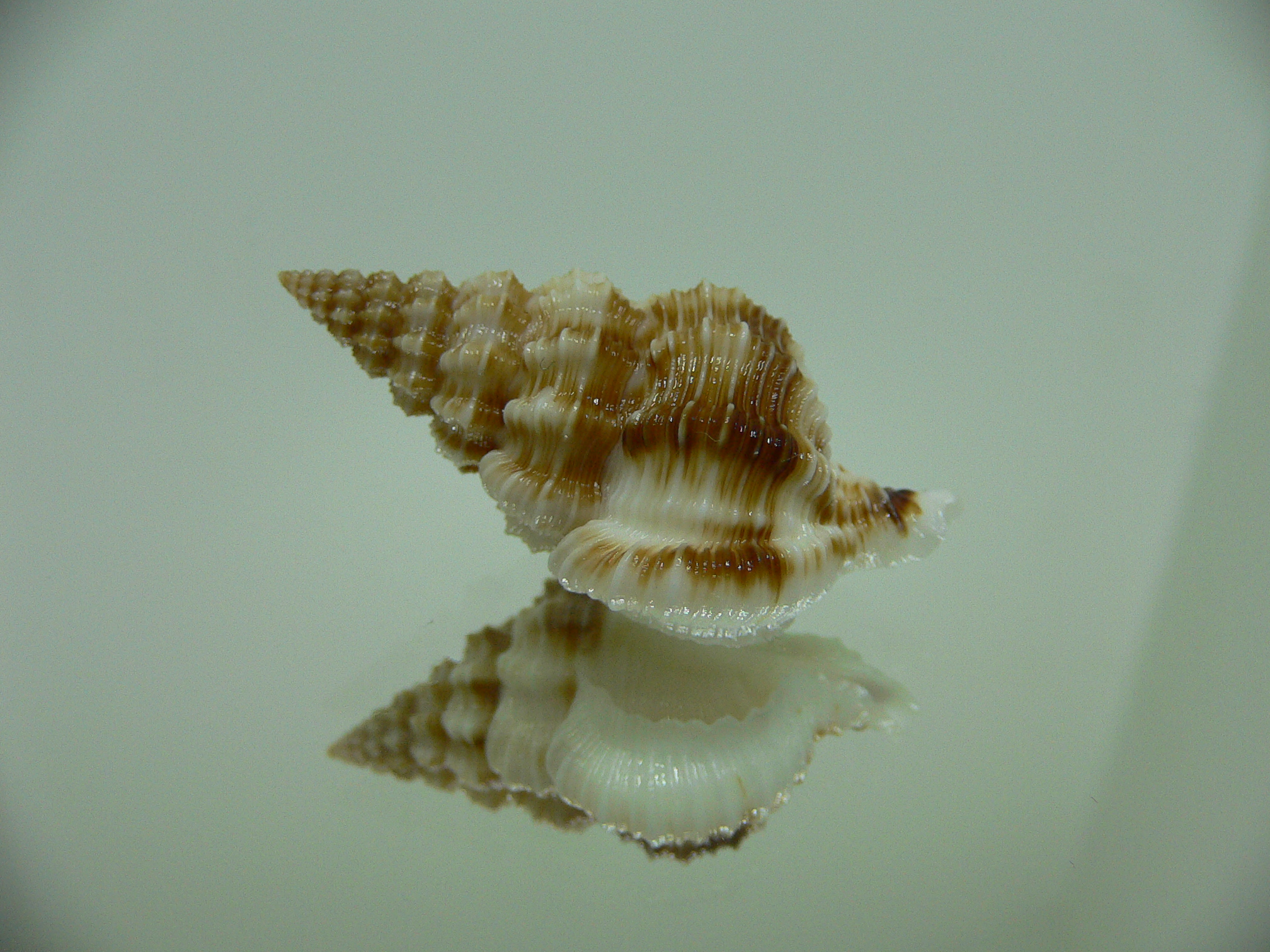 Nassaria bitubercularis BIG IDEAL & WIDE, DARK