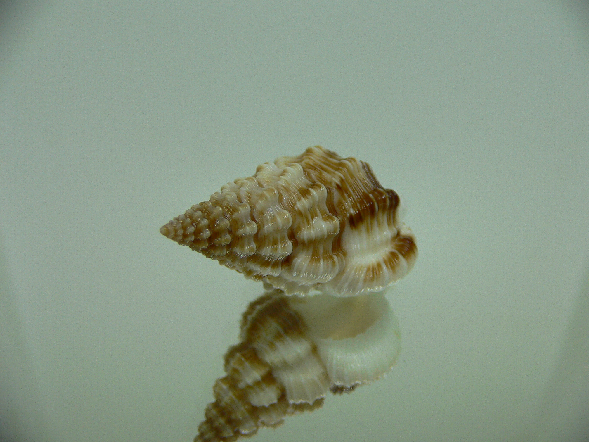 Nassaria bitubercularis BIG IDEAL & WIDE, DARK