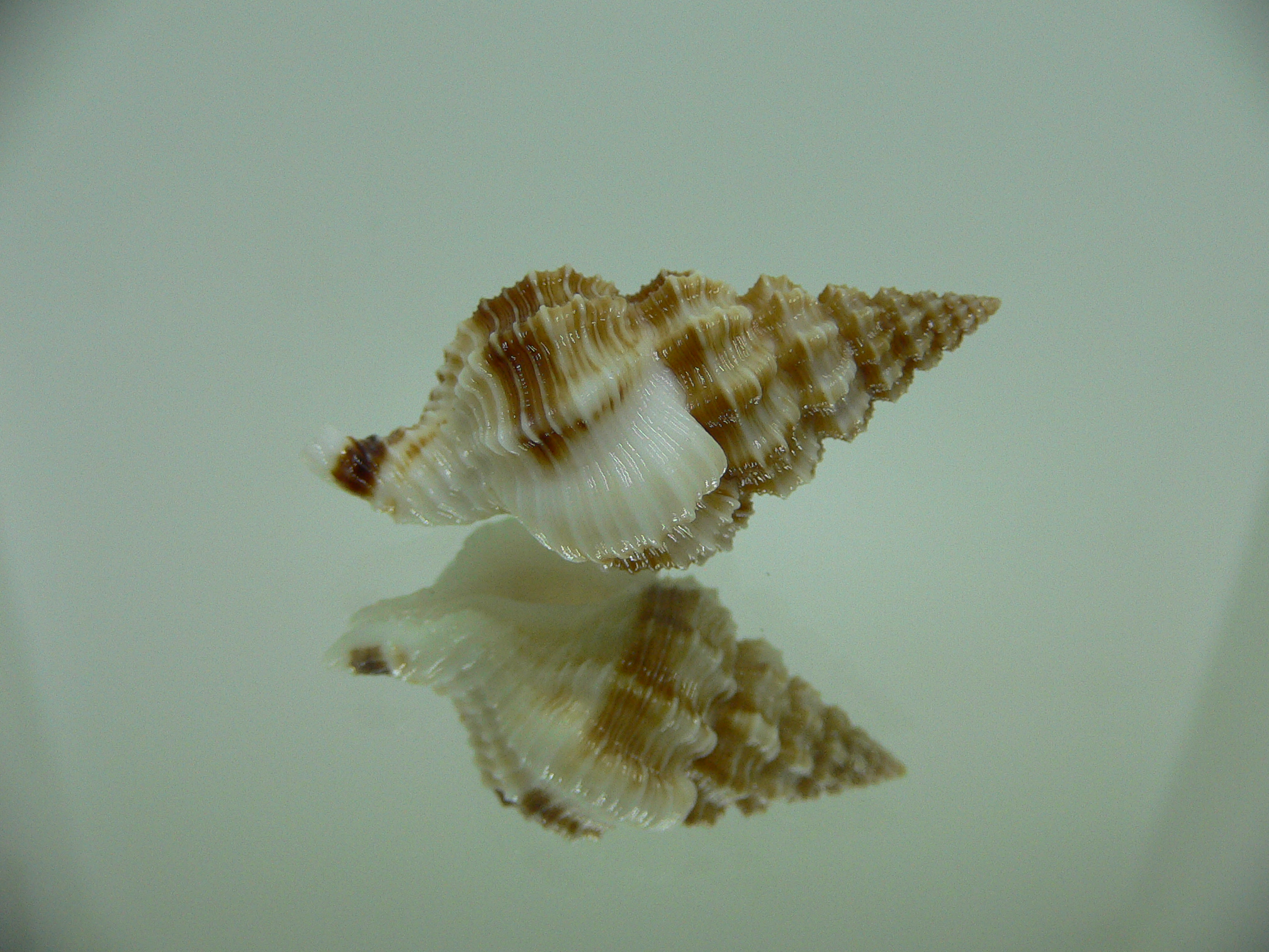 Nassaria bitubercularis BIG IDEAL & WIDE, DARK