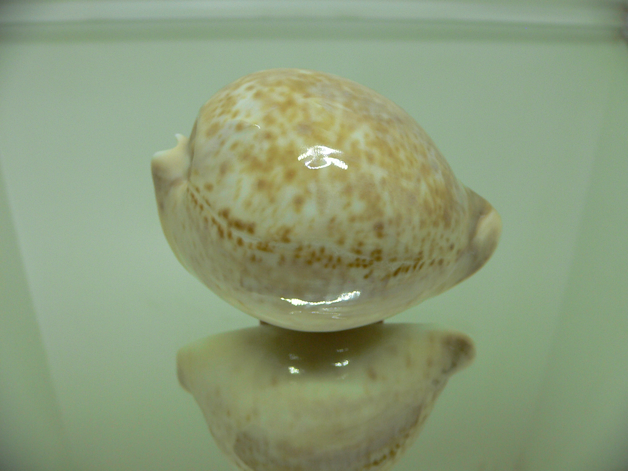 Cypraea armeniaca andreyi COLOR & GOOD SIZE