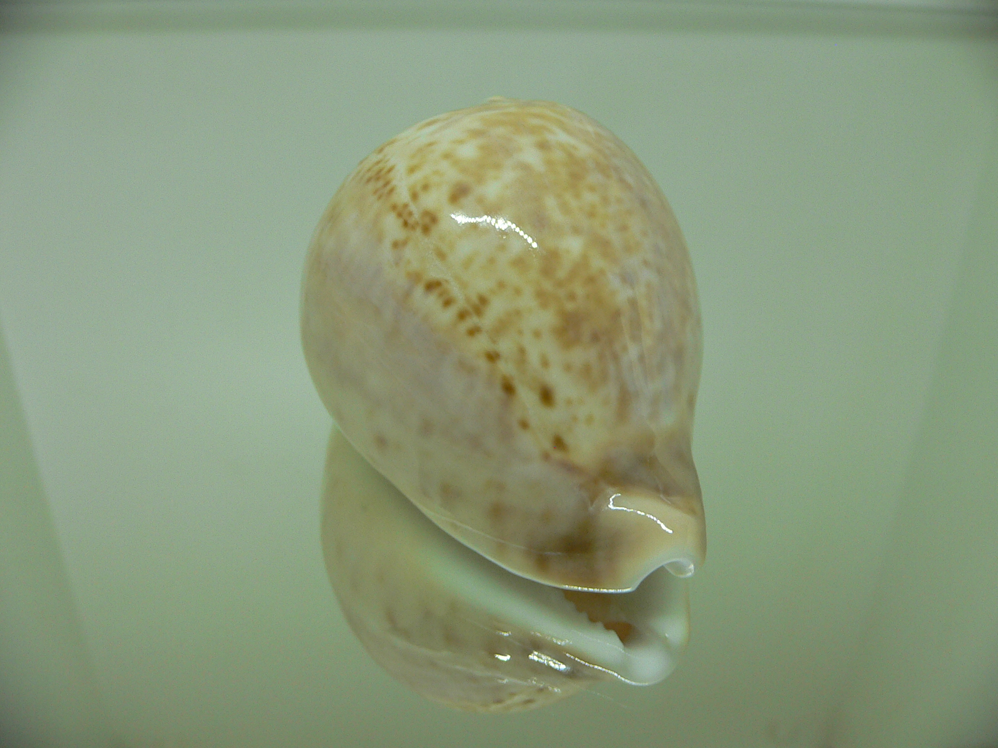 Cypraea armeniaca andreyi COLOR & GOOD SIZE