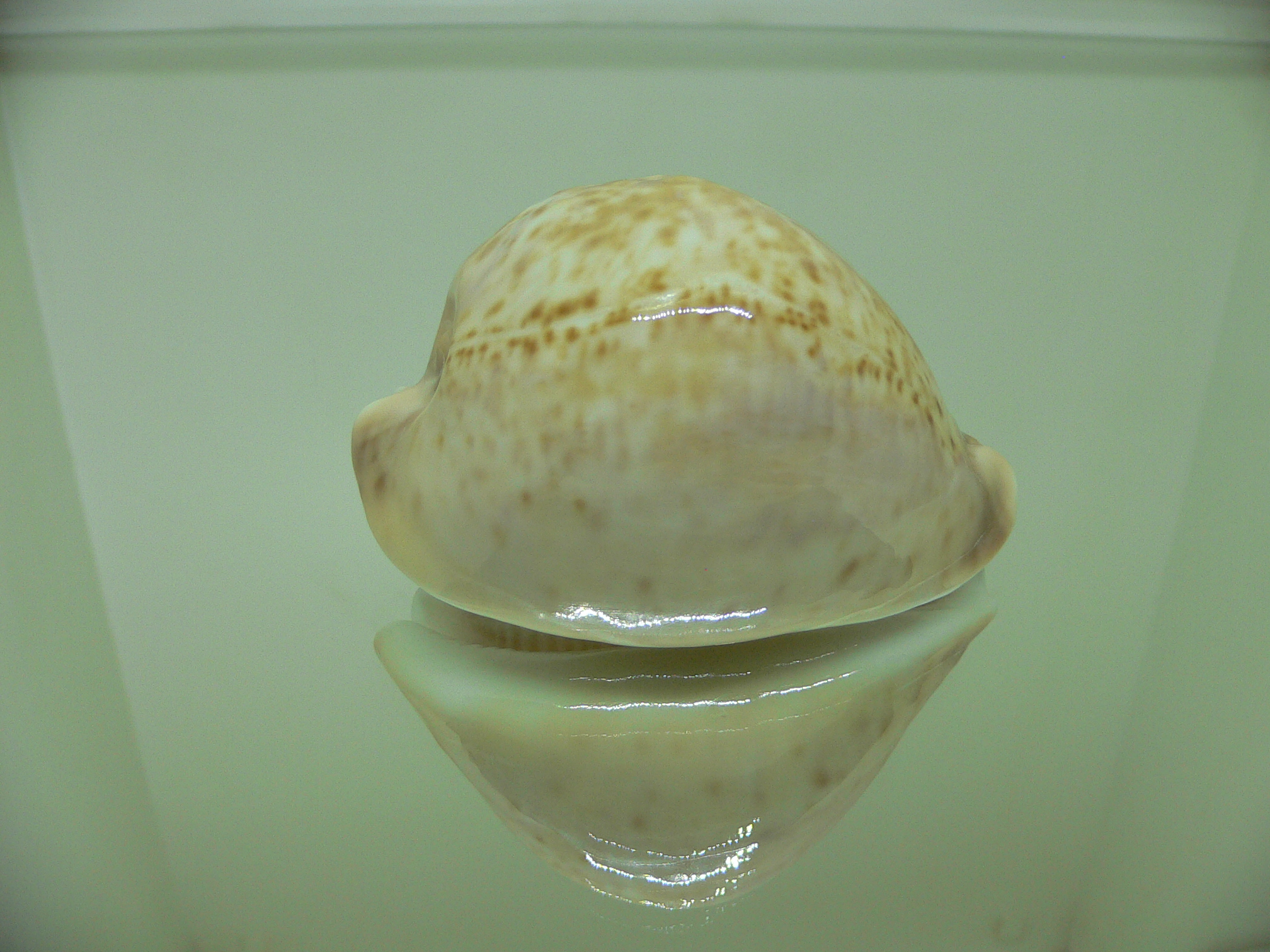 Cypraea armeniaca andreyi COLOR & GOOD SIZE