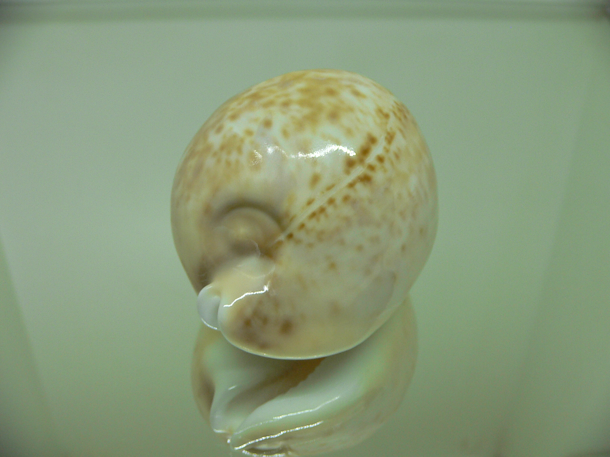 Cypraea armeniaca andreyi COLOR & GOOD SIZE