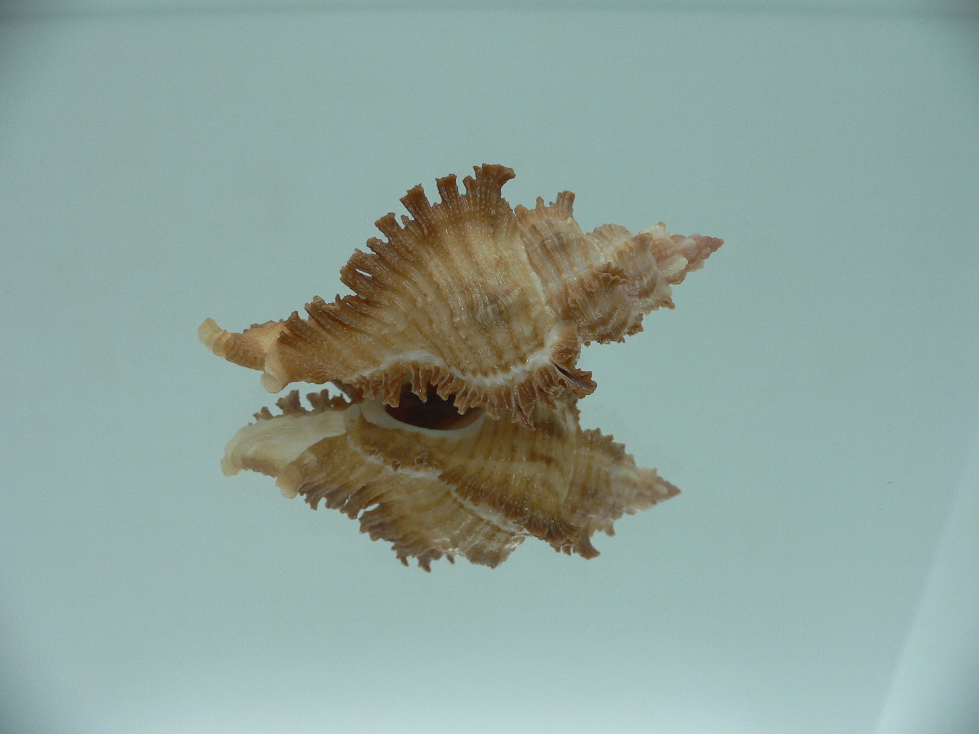 Chicoreus banksii IDEAL &RUSTY