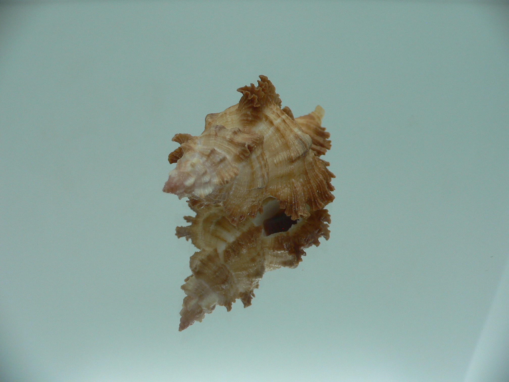 Chicoreus banksii IDEAL &RUSTY