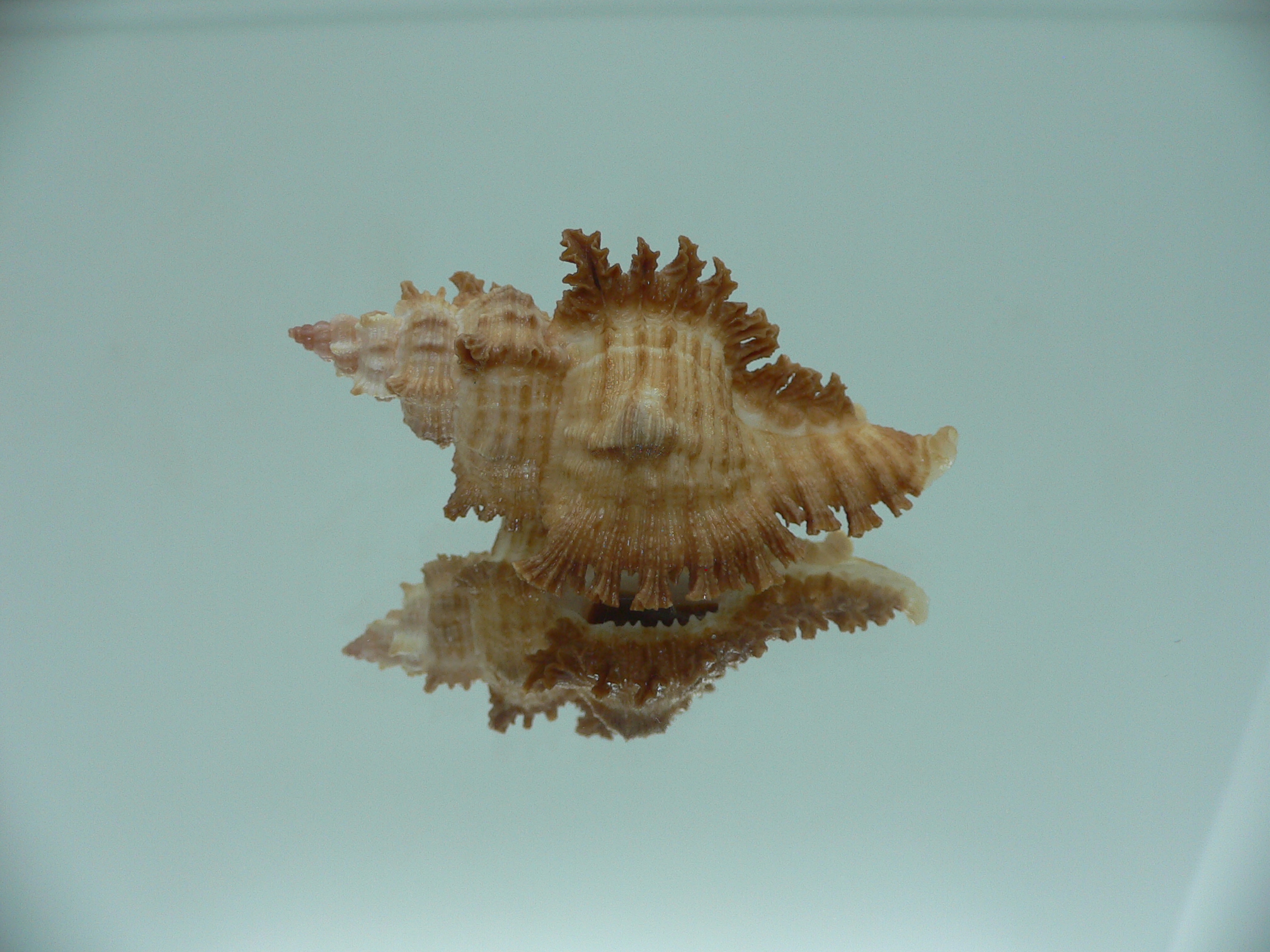 Chicoreus banksii IDEAL &RUSTY