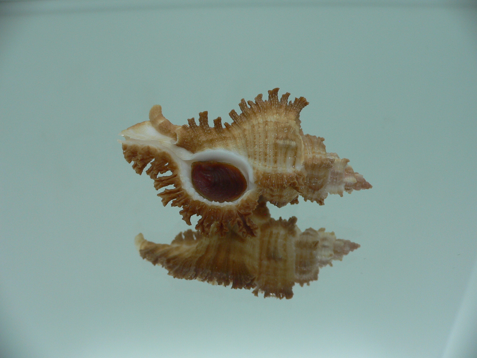 Chicoreus banksii IDEAL &RUSTY