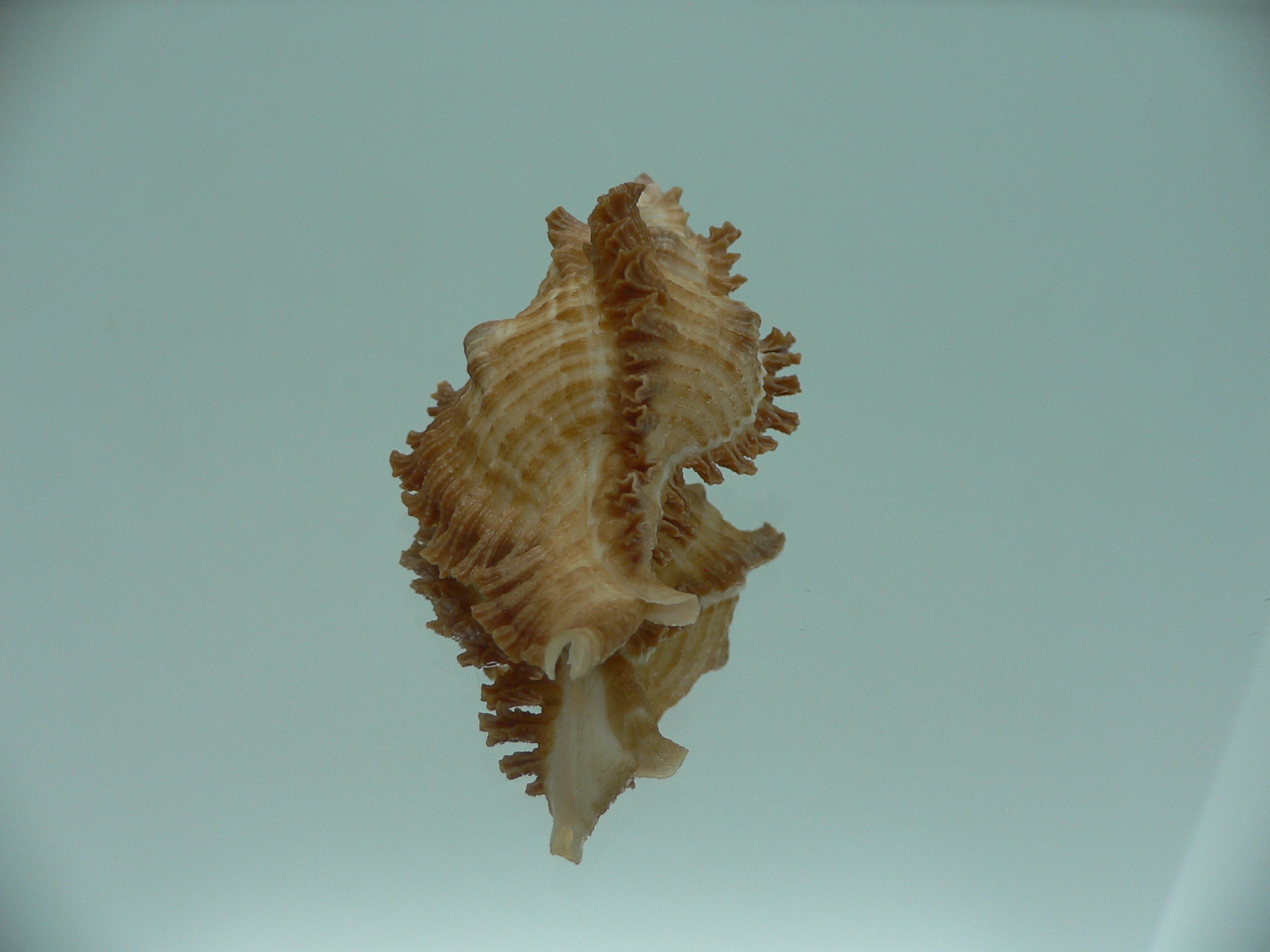 Chicoreus banksii IDEAL &RUSTY