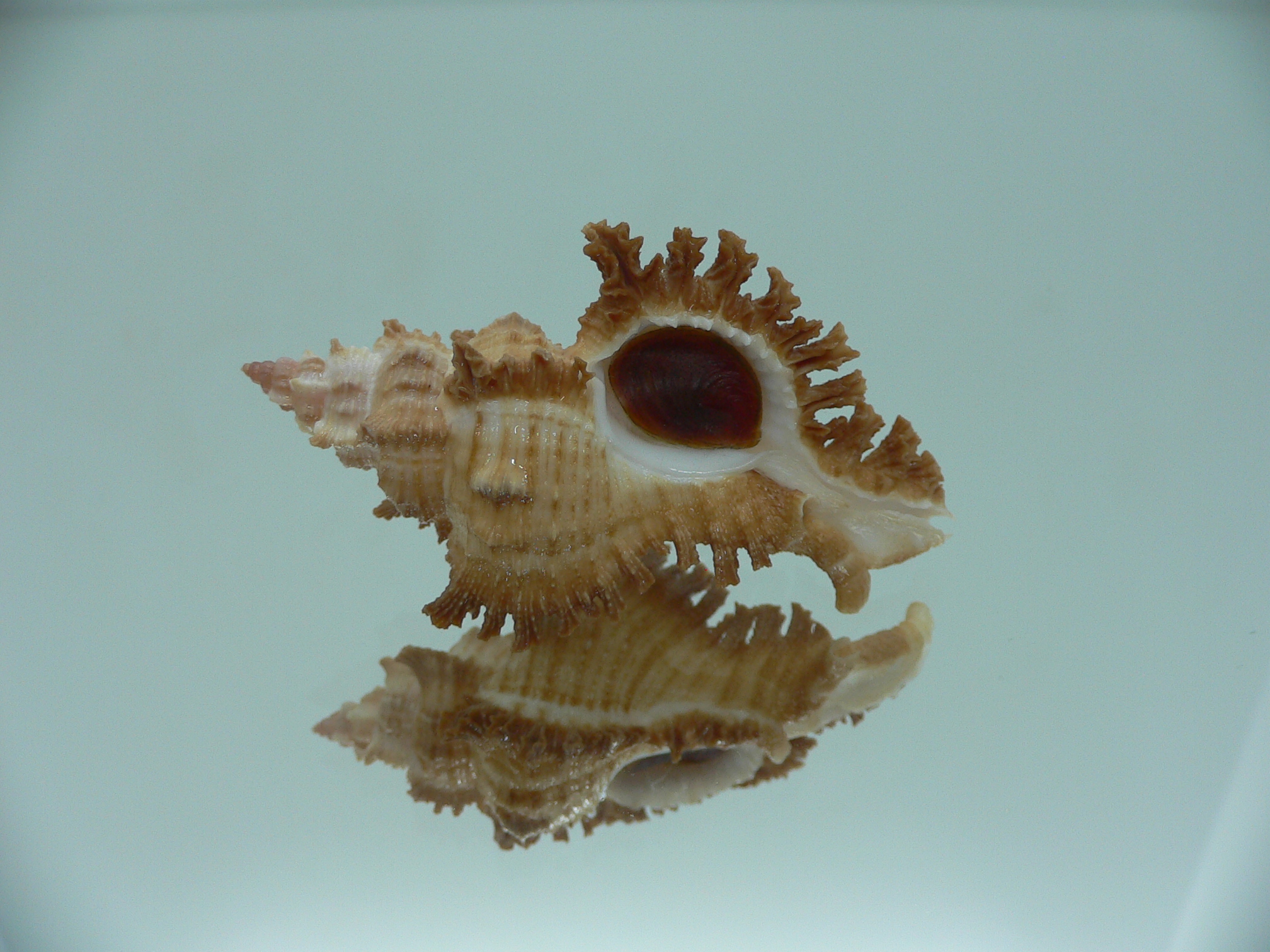Chicoreus banksii IDEAL &RUSTY