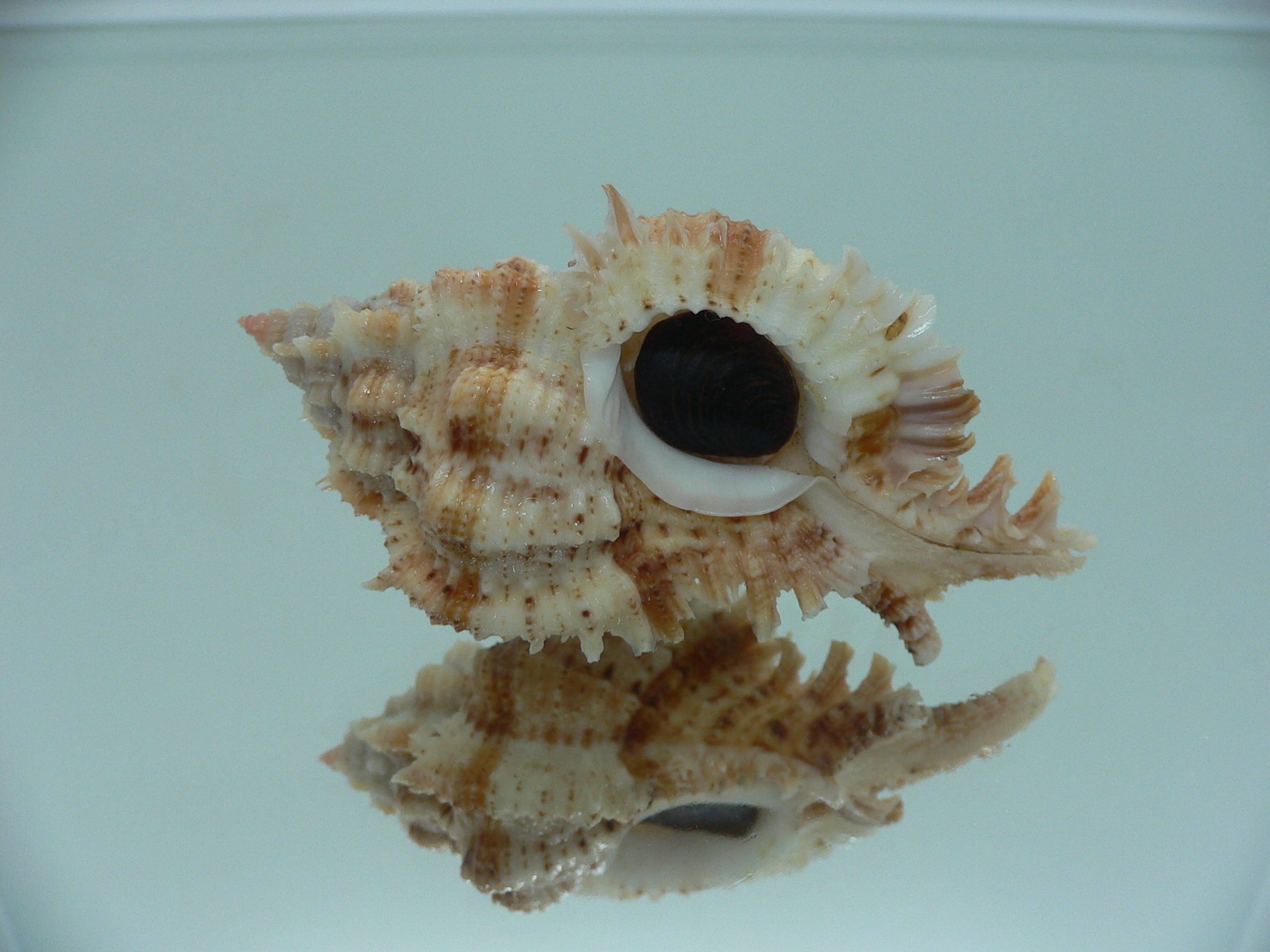 Chicomurex pseudosuperbus BIG & SUPER