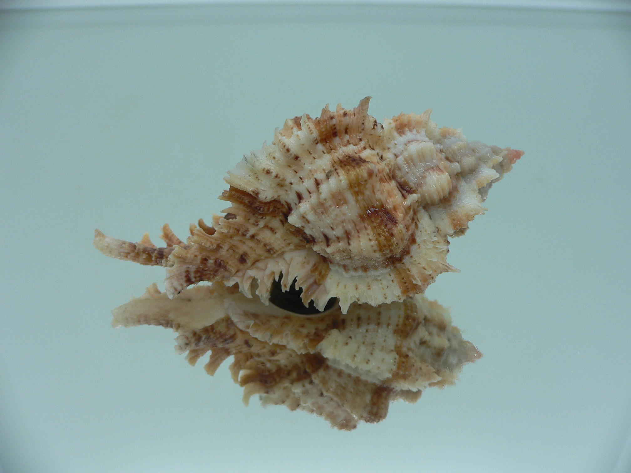 Chicomurex pseudosuperbus BIG & SUPER