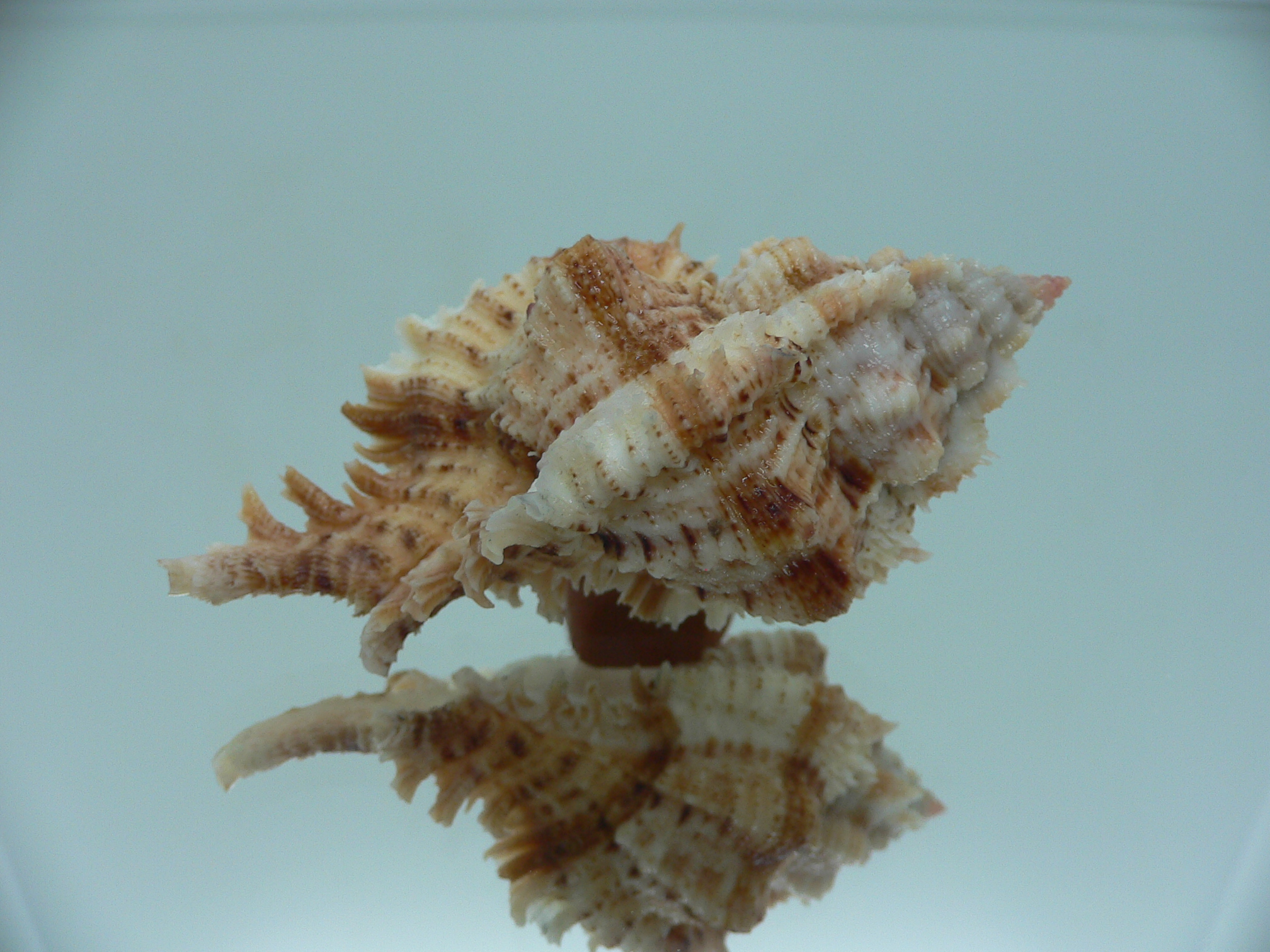 Chicomurex pseudosuperbus BIG & SUPER