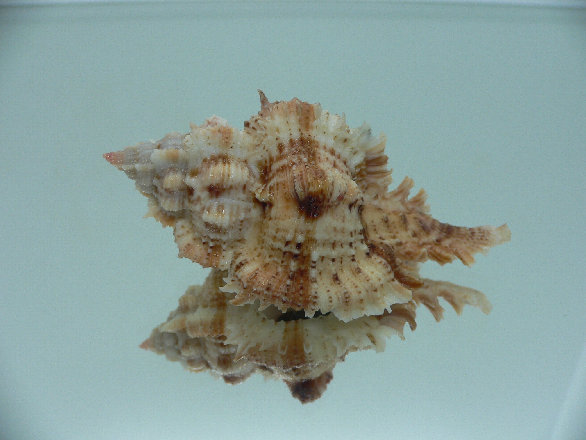 Chicomurex pseudosuperbus BIG & SUPER