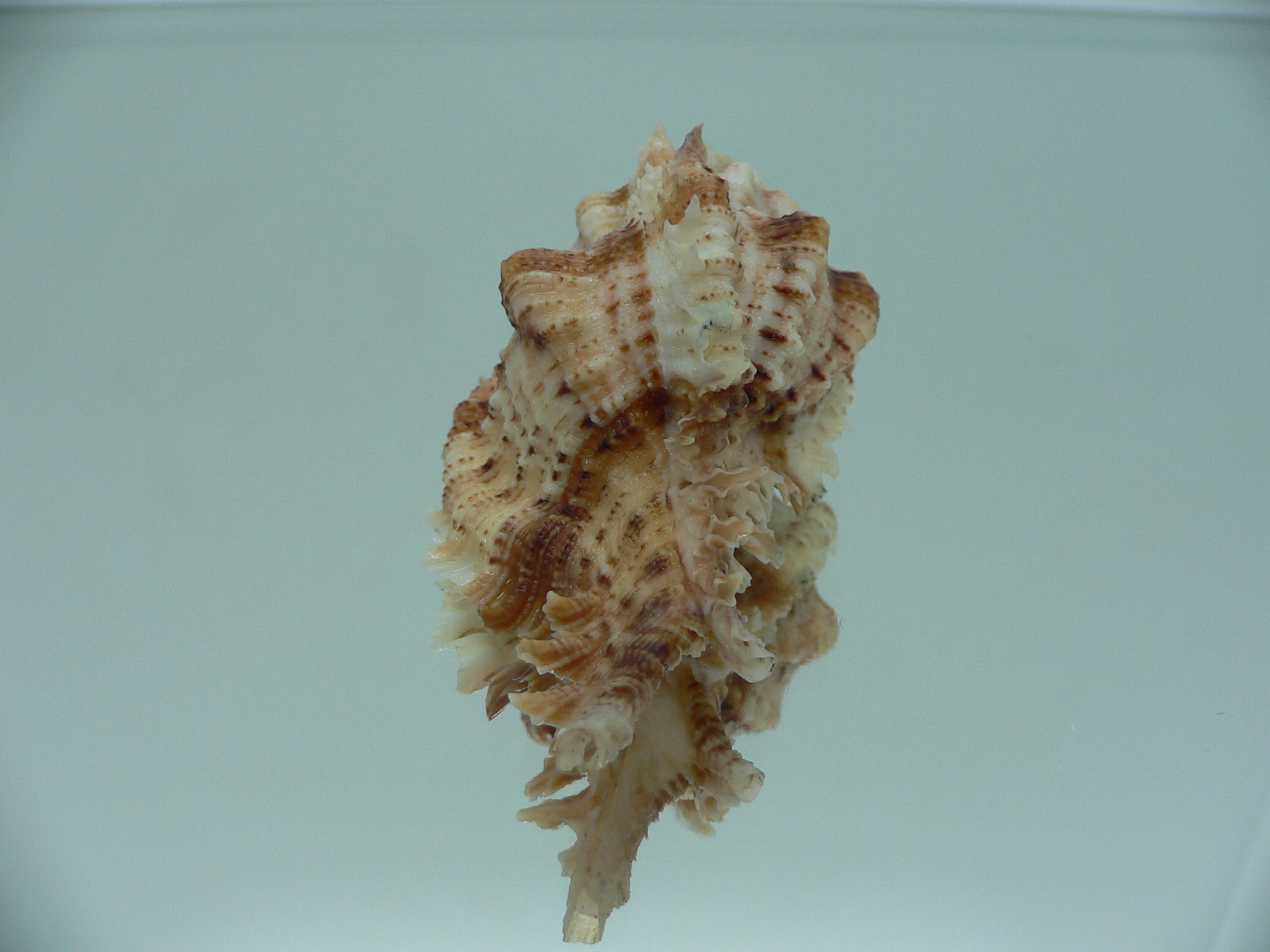 Chicomurex pseudosuperbus BIG & SUPER