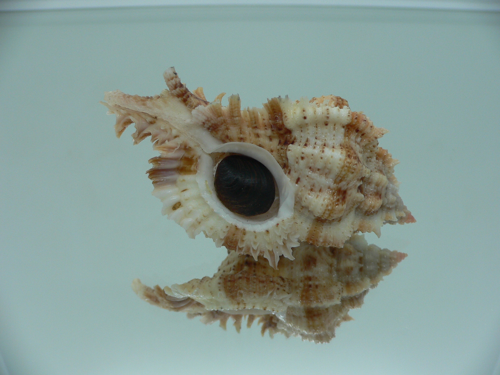 Chicomurex pseudosuperbus BIG & SUPER