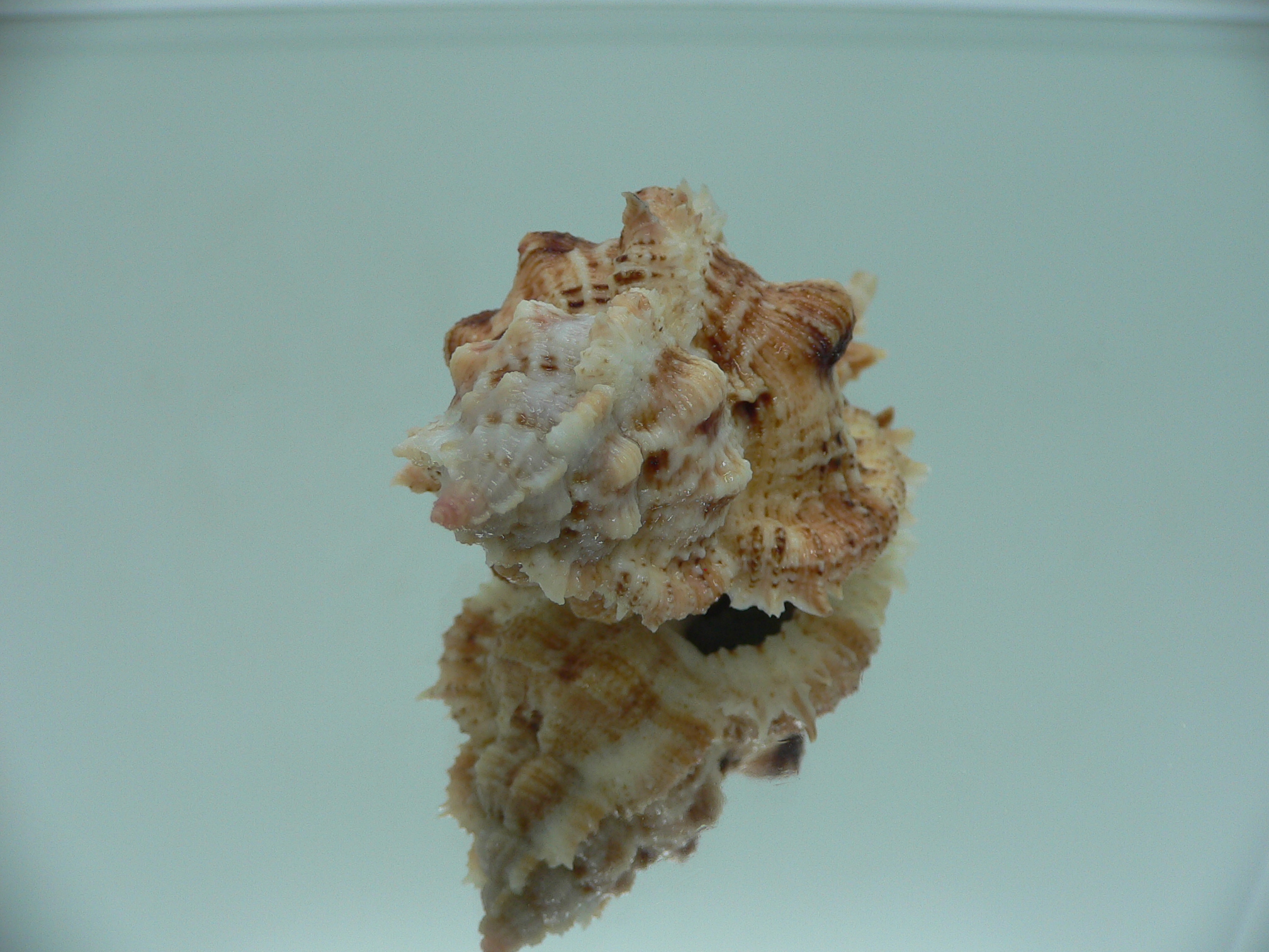 Chicomurex pseudosuperbus BIG & SUPER