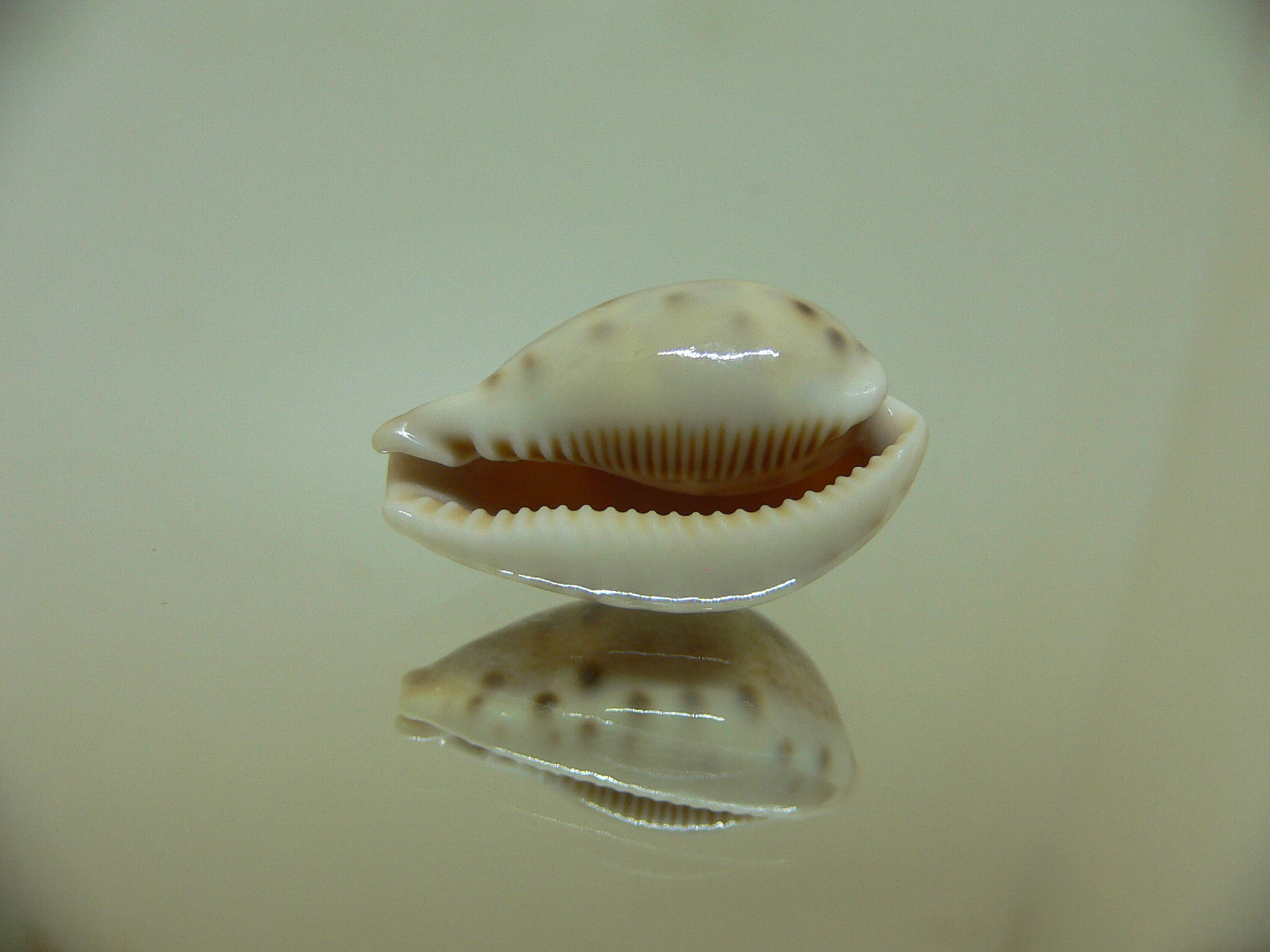 Cypraea walkeri continens