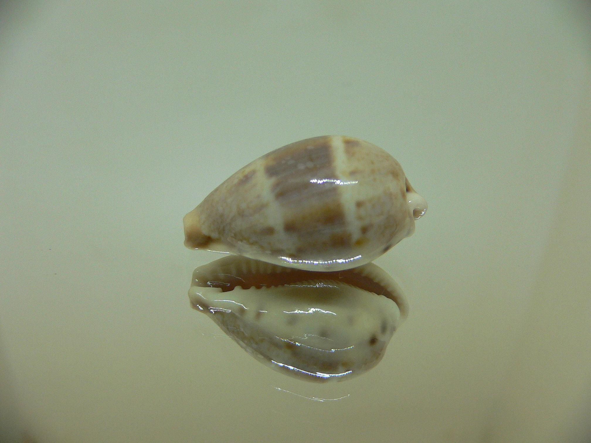 Cypraea walkeri continens