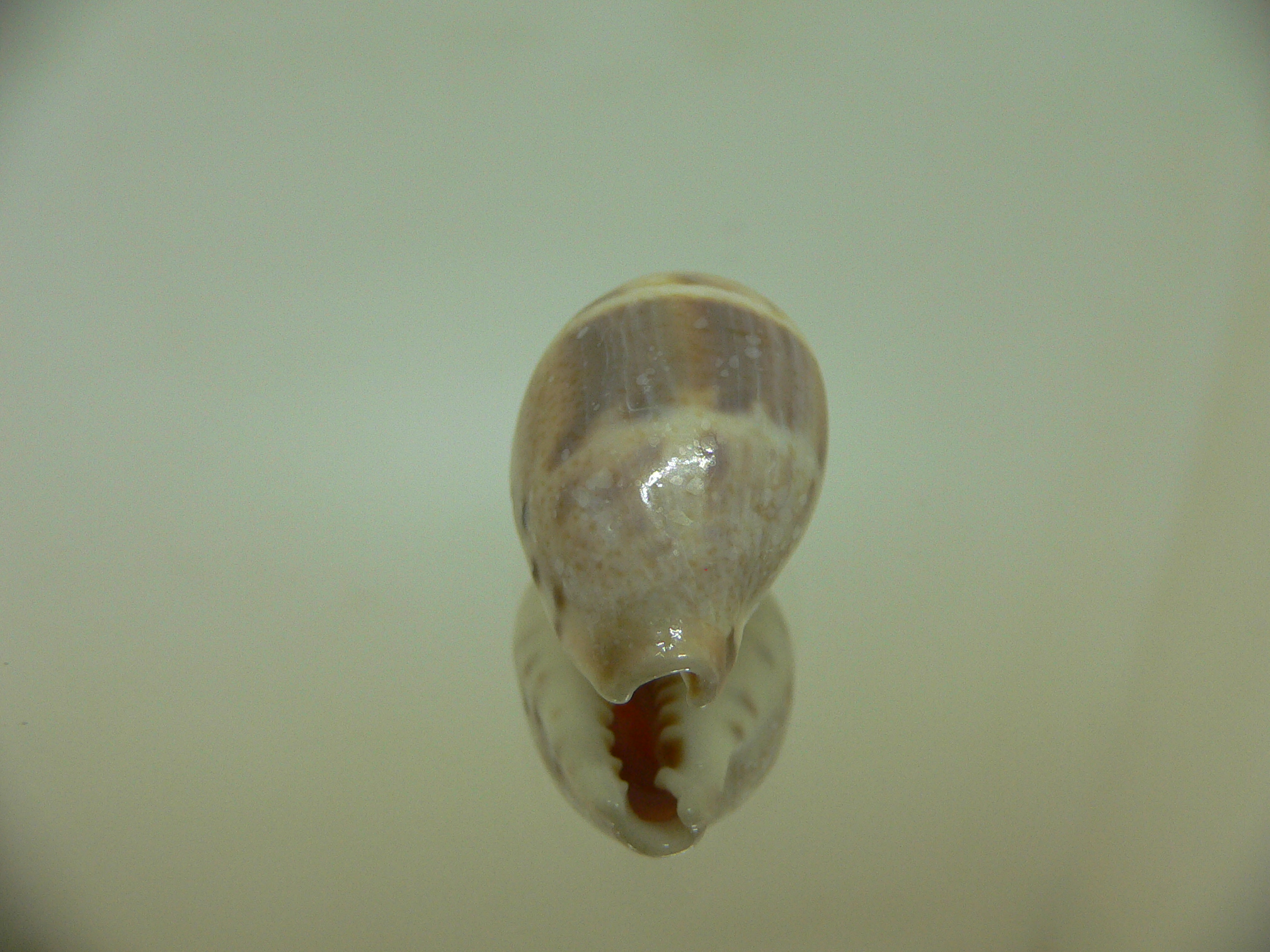 Cypraea walkeri continens