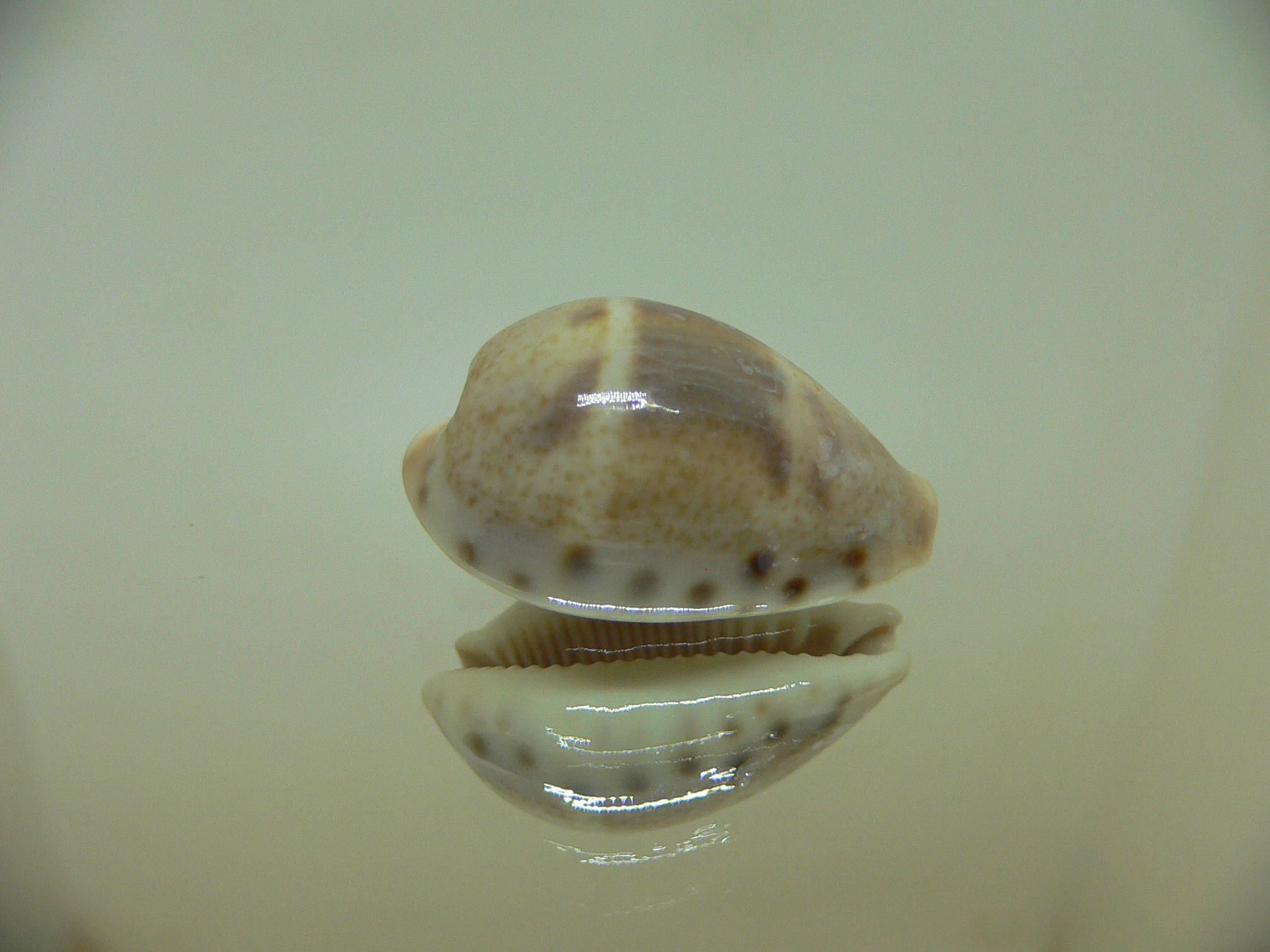 Cypraea walkeri continens