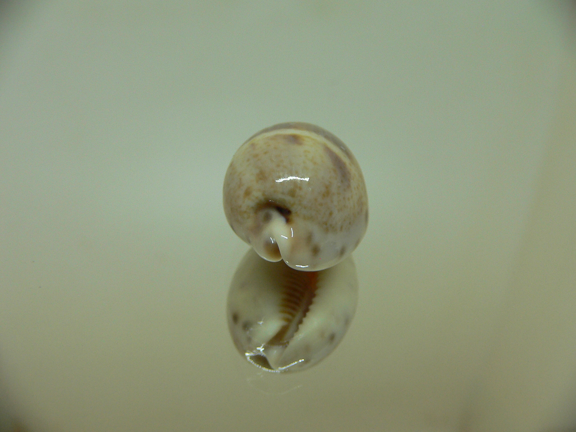 Cypraea walkeri continens