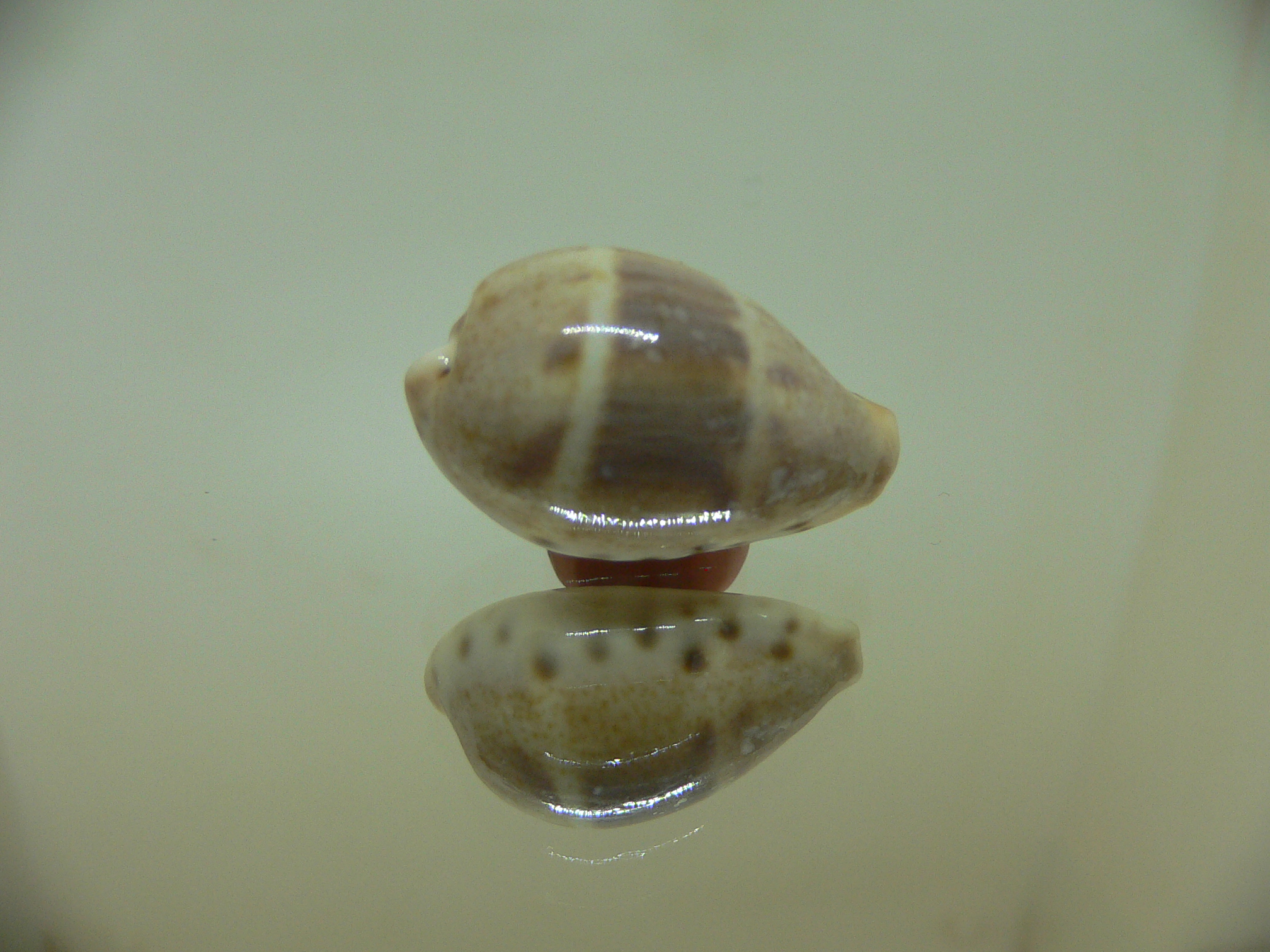 Cypraea walkeri continens