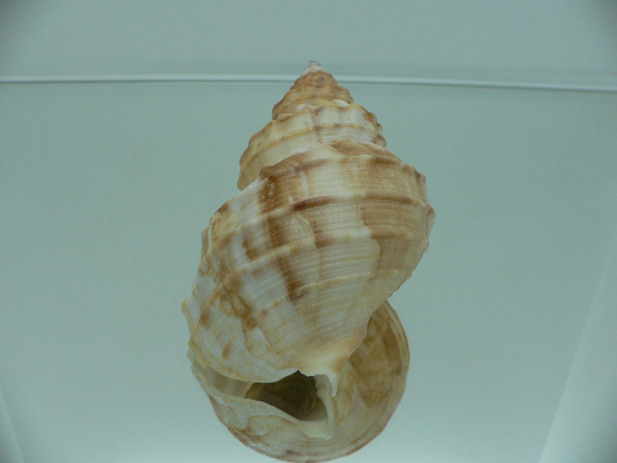 Buccinum verkruzeni  COLOR & GLOBOSE