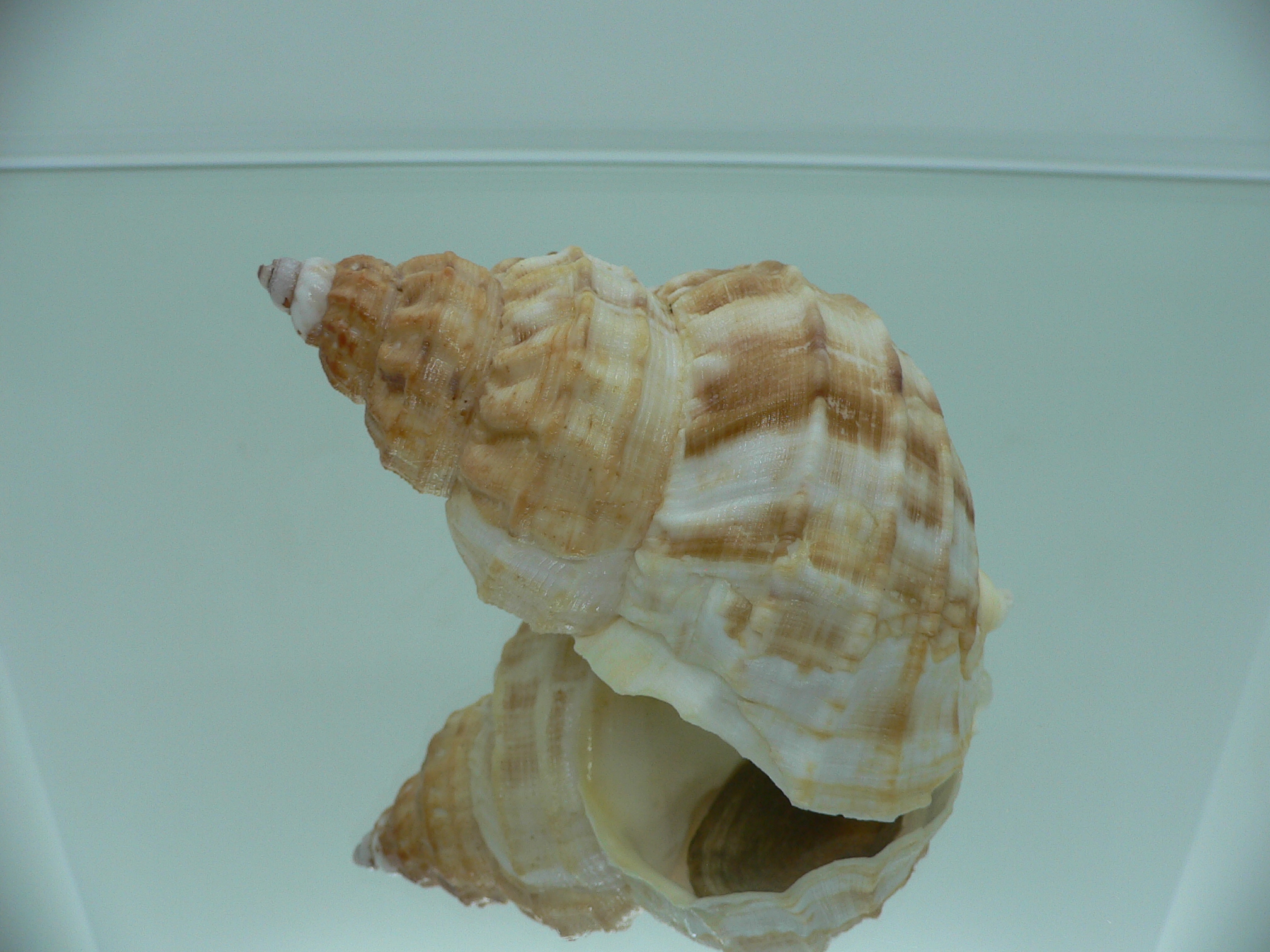 Buccinum verkruzeni  COLOR & GLOBOSE