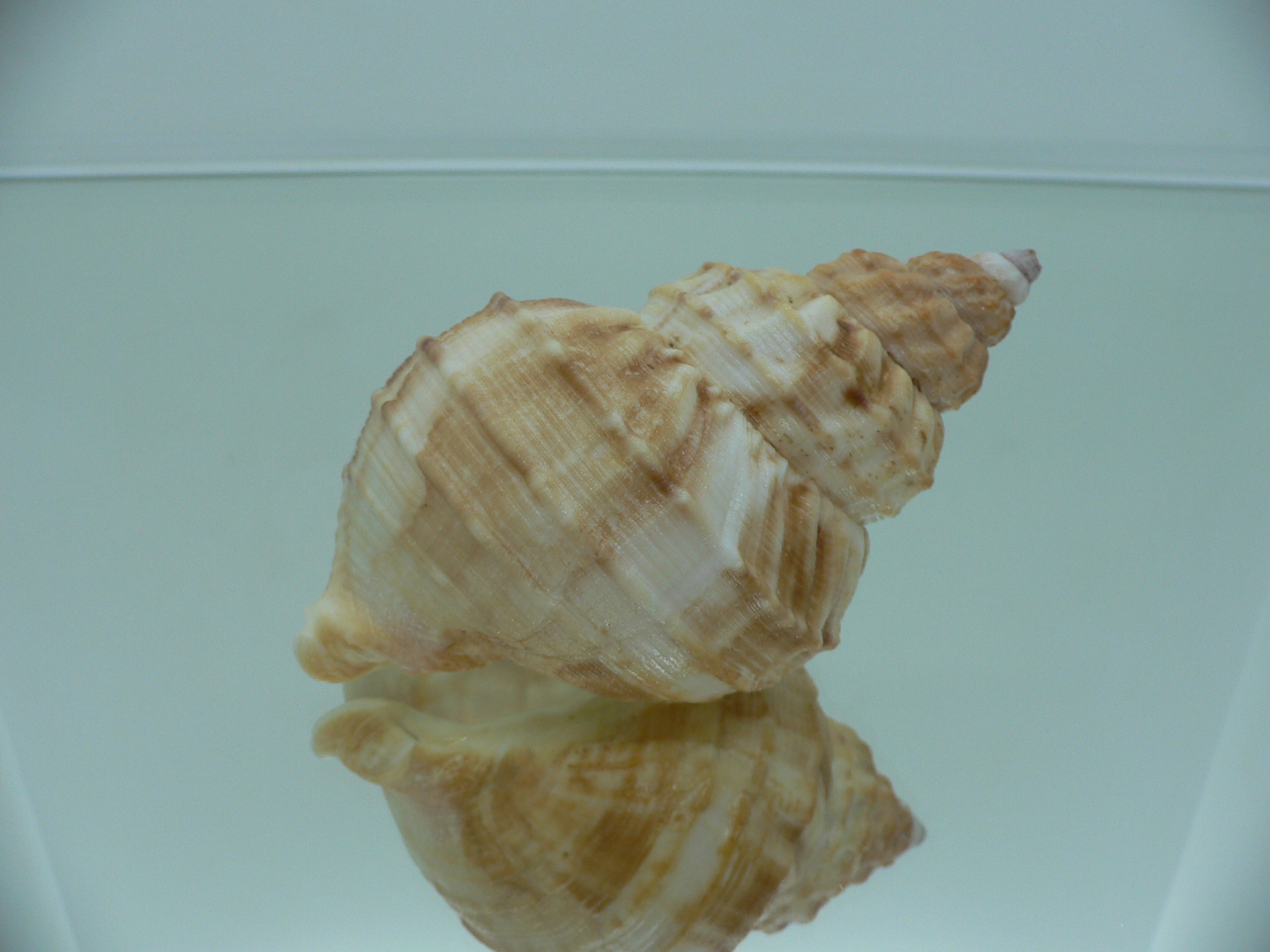 Buccinum verkruzeni  COLOR & GLOBOSE