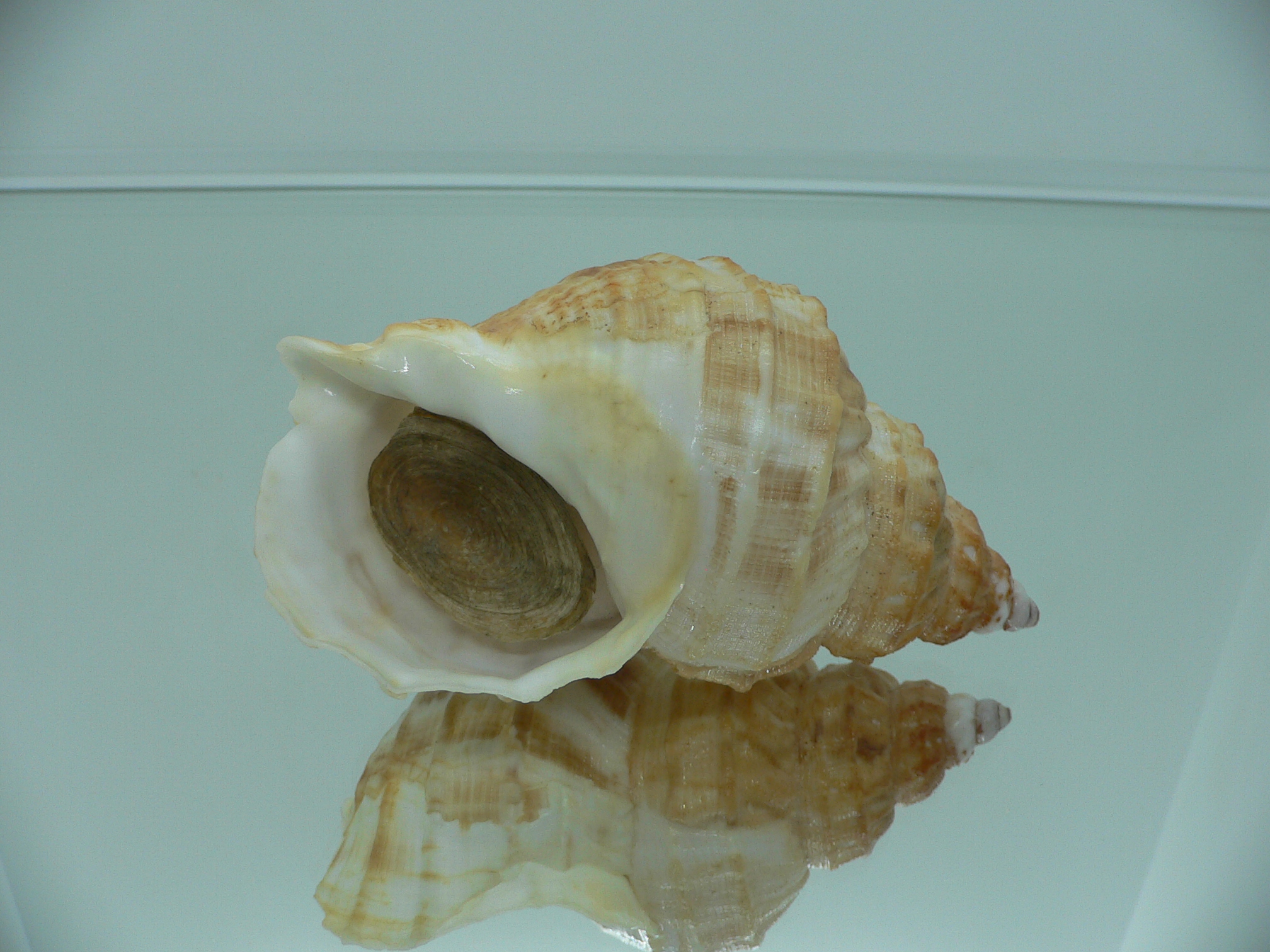 Buccinum verkruzeni  COLOR & GLOBOSE