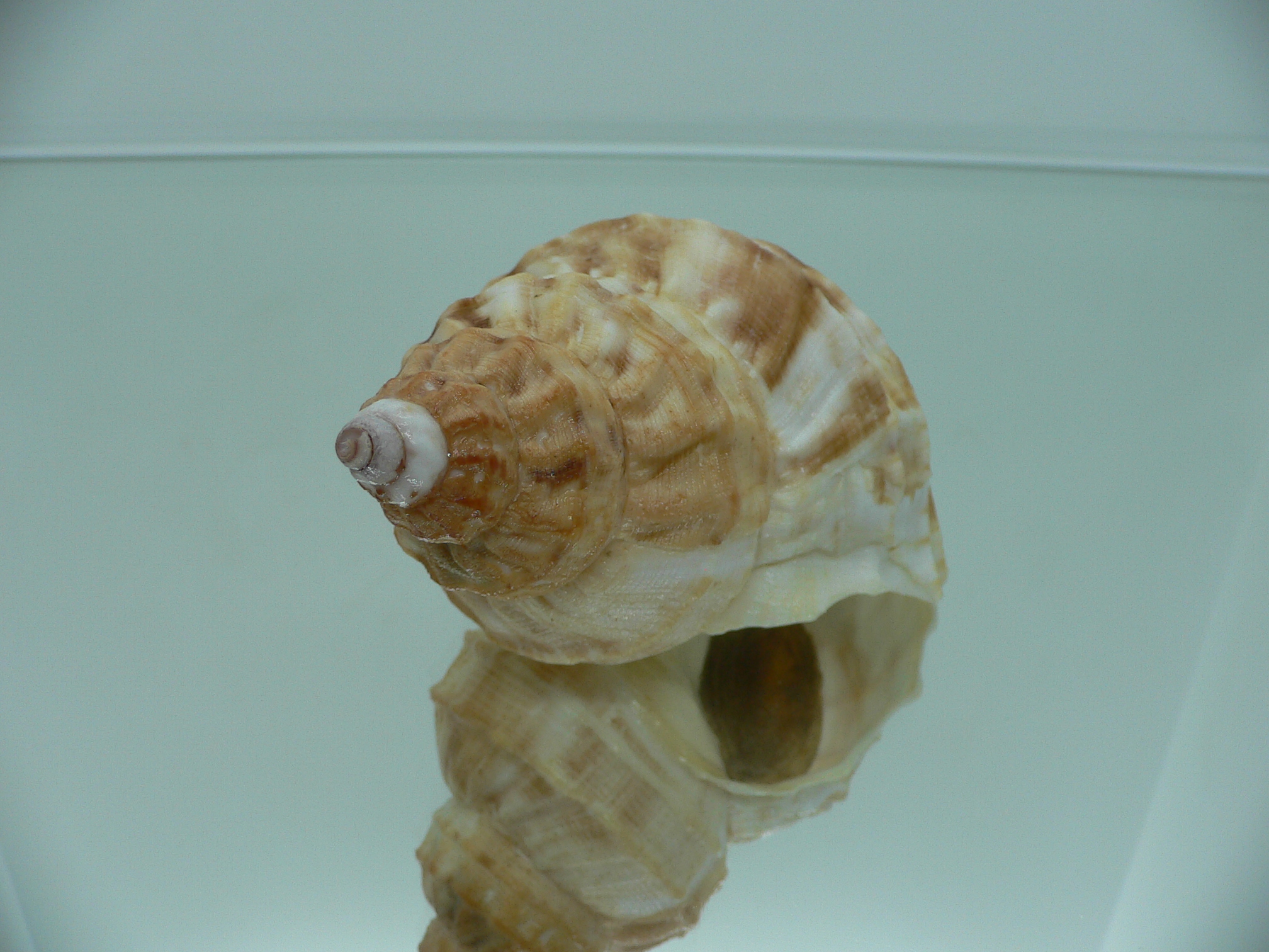 Buccinum verkruzeni  COLOR & GLOBOSE